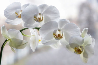 Wenn Orchideen krank werden – Arten von Krankheiten, Anzeichen und Pflegetipps 