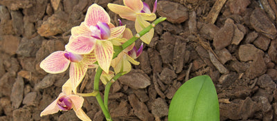 Das richtige Orchideensubstrat