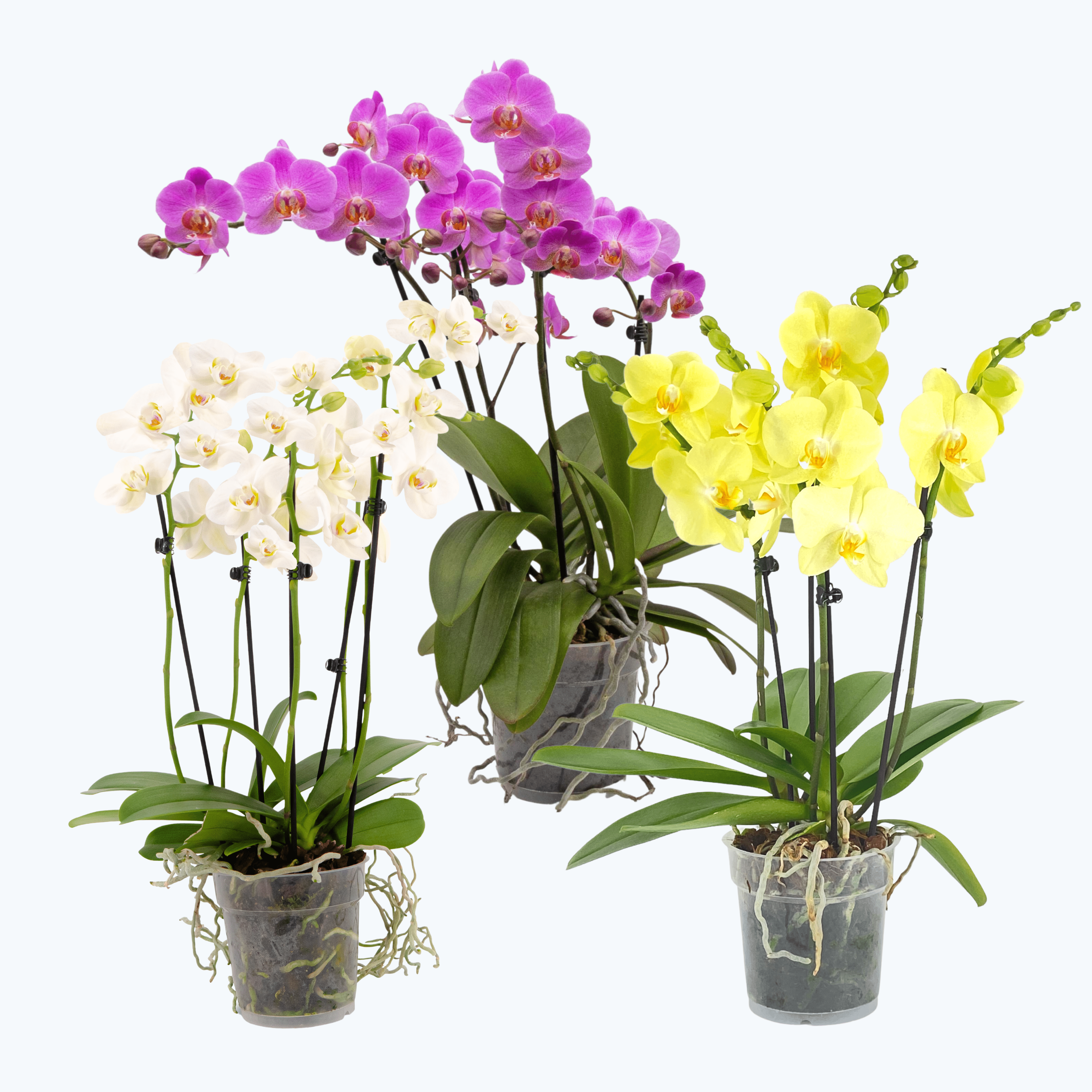 Orchideen Klusmann - Sonderaktionen & Rabatte
