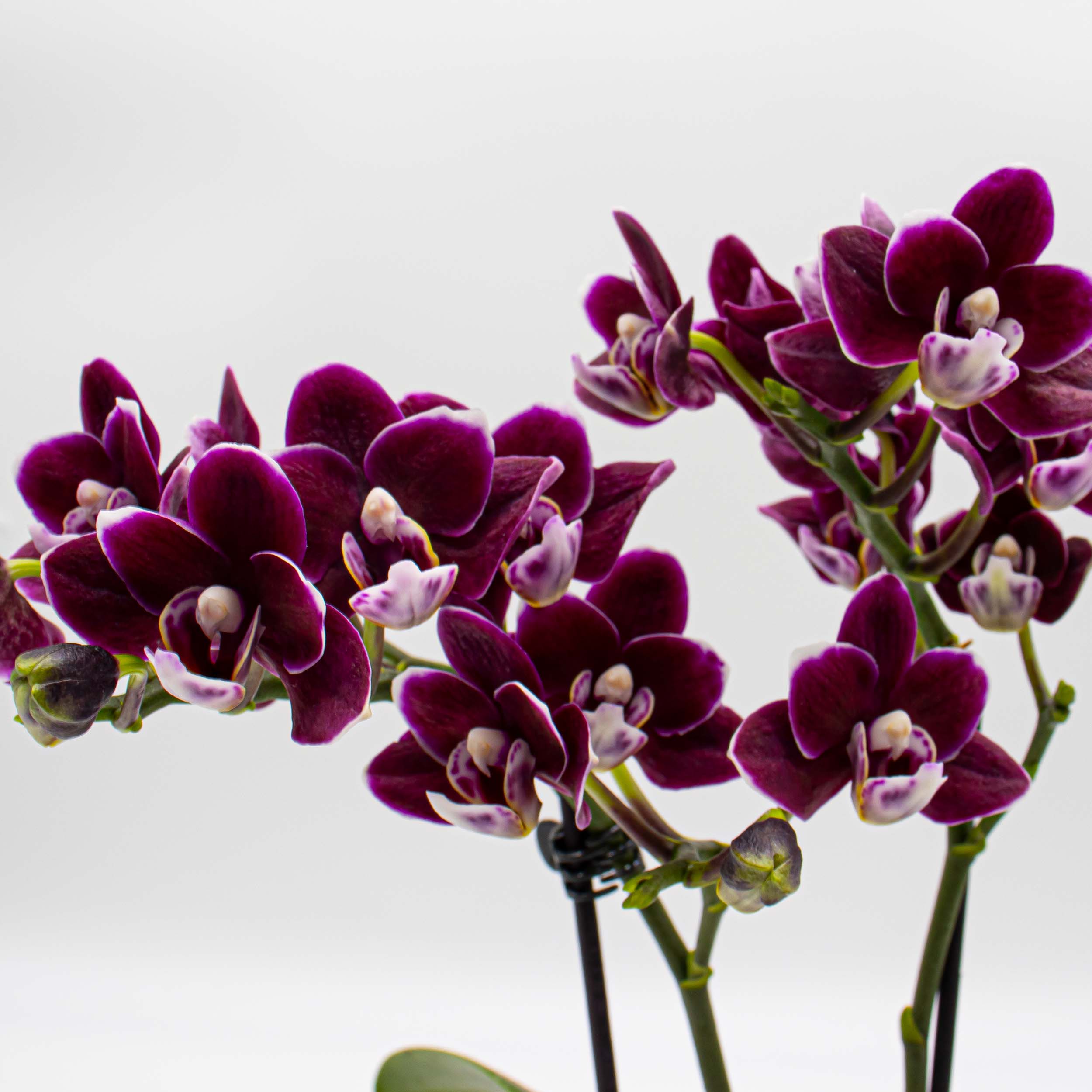 Phalaenopsis Orchideen  die Schnheit fr zu Hause kaufen