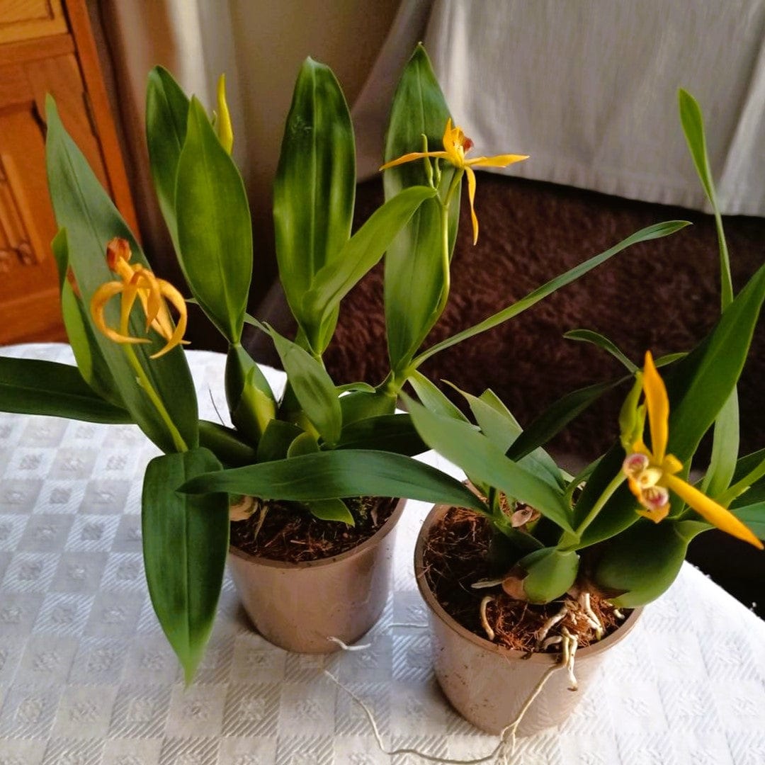 Encyclia Jasper mit orange-gelben Blüten und 1+ Rispen