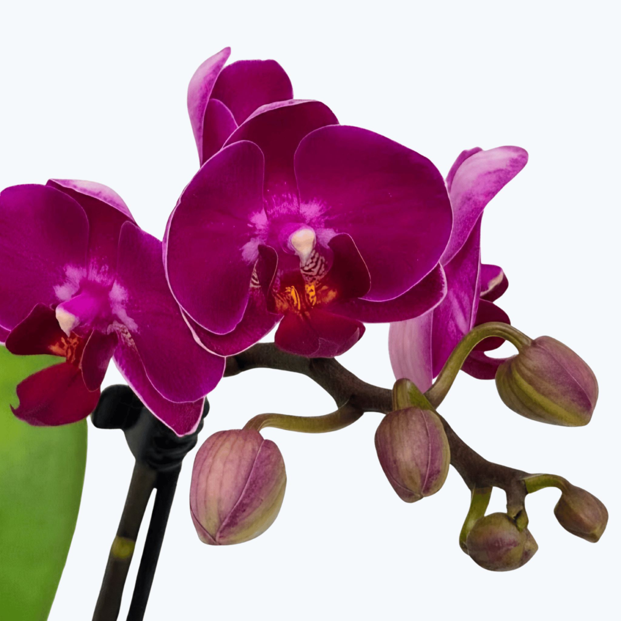 Table Dance Palenque mit magentafarbenen Blüten und 2 Rispen