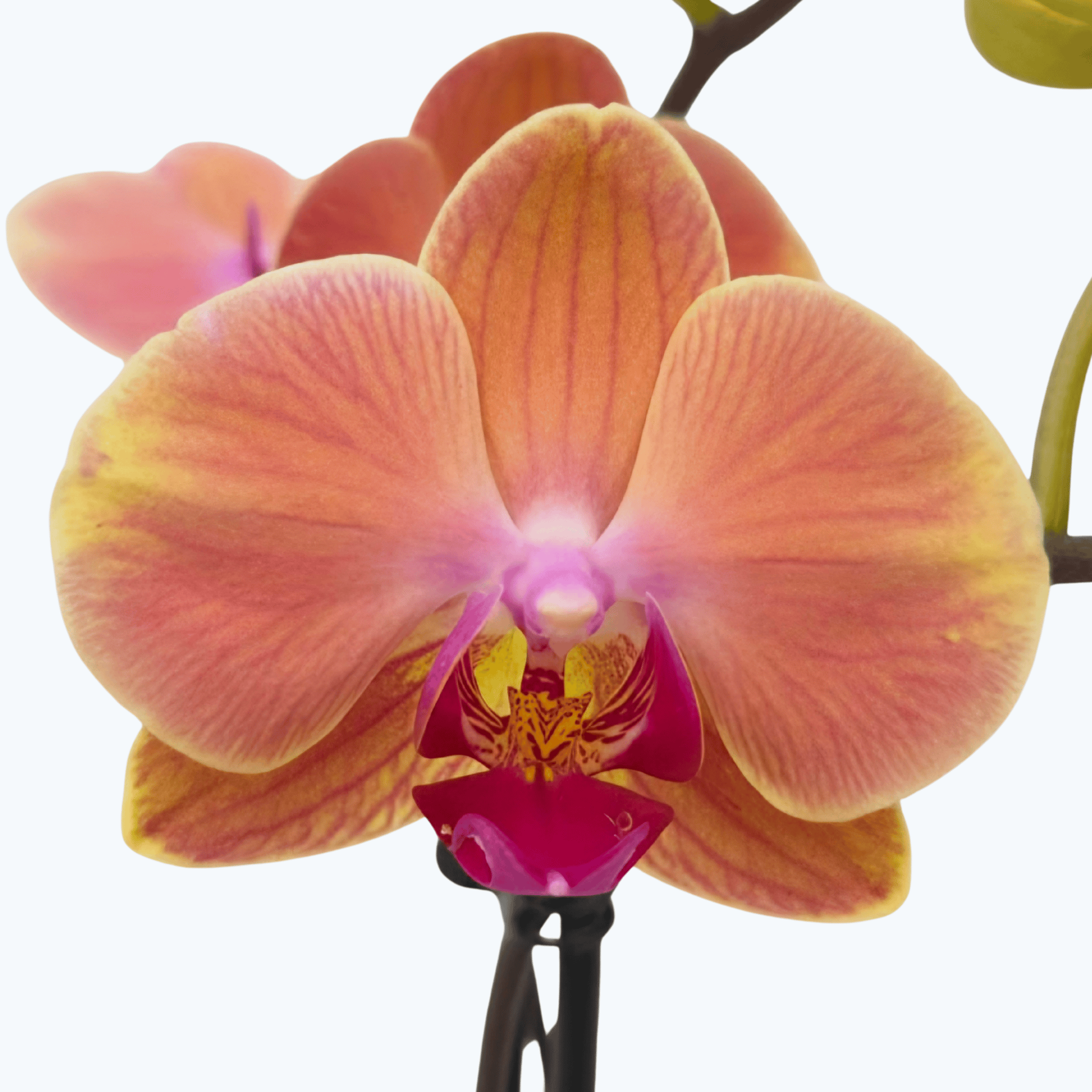 Große Two of Us Maribor mit orange-rosanen Blüten und 3 Rispen