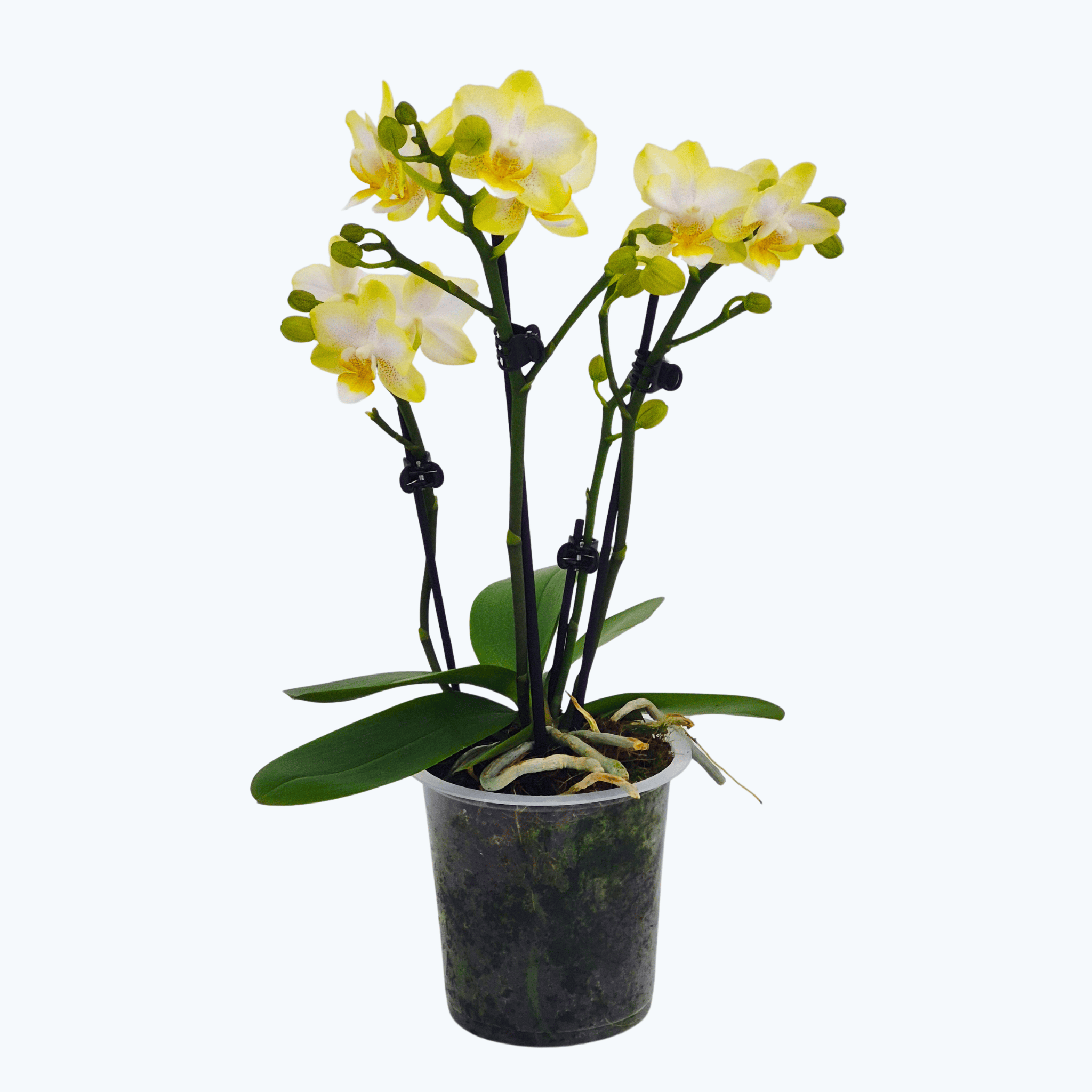 Phalaenopsis Prestige mit hellgelben Blüten und 3 Rispen