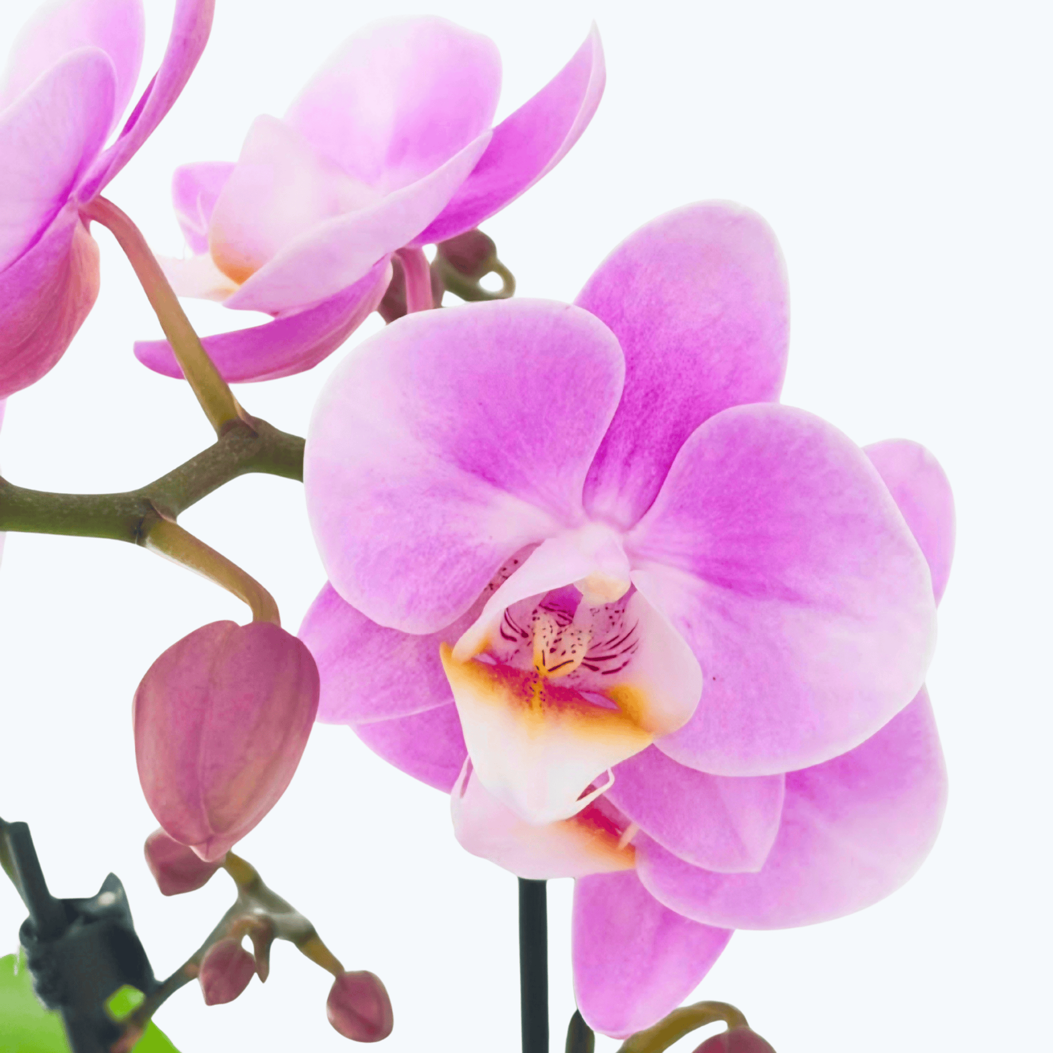Table Dance Royal Pink mit rosenen Blüten und 2 Rispen