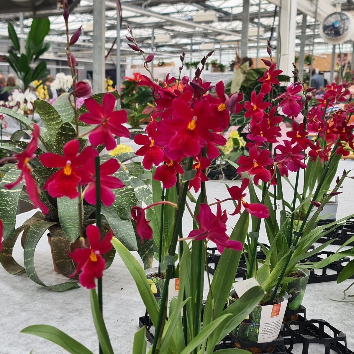 Cambria Orchidee Nelly Isler mit dunkelroten Blüten und 3 Rispen