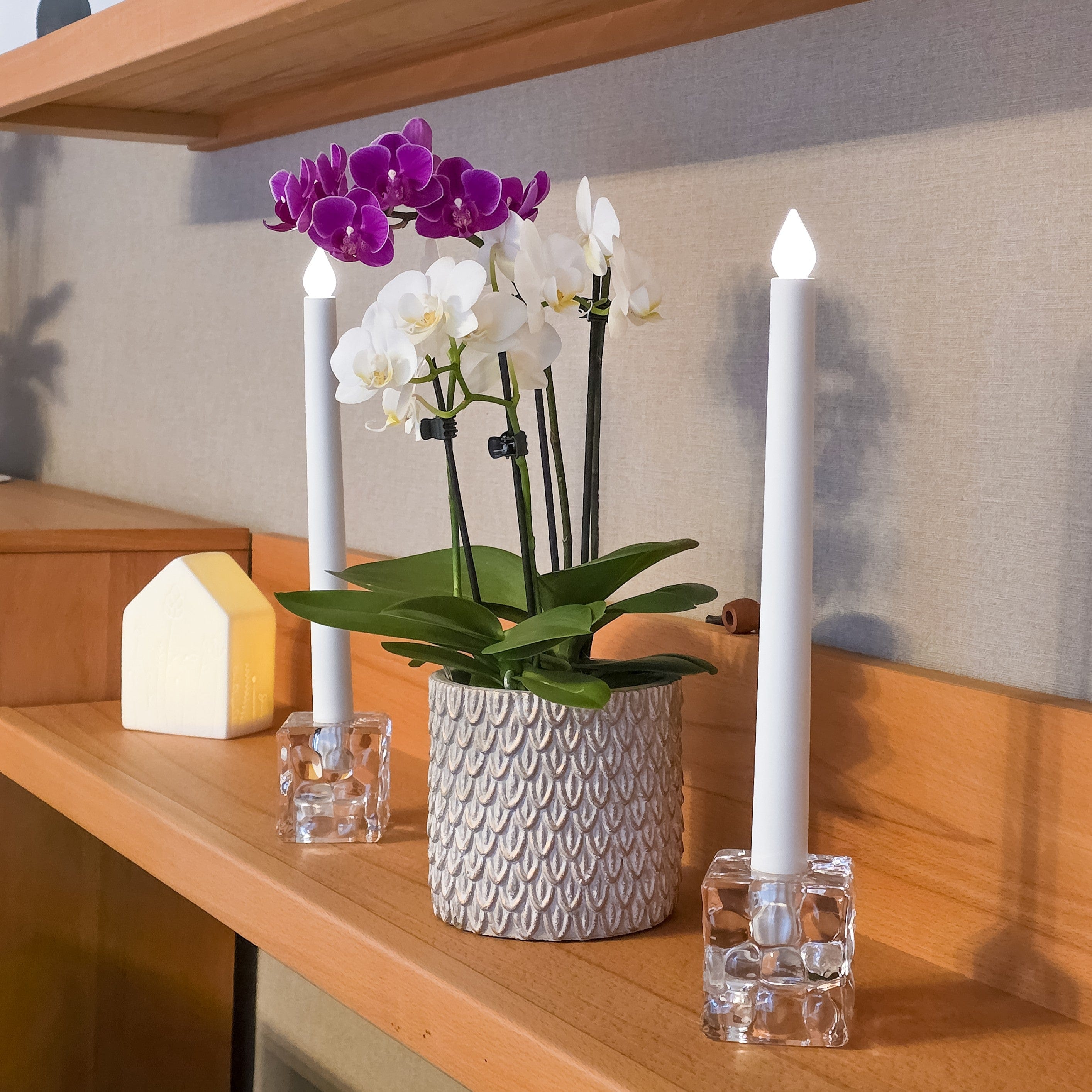 Cocktail Orchidee mit violett-weißen Blüten und 4+ Rispen