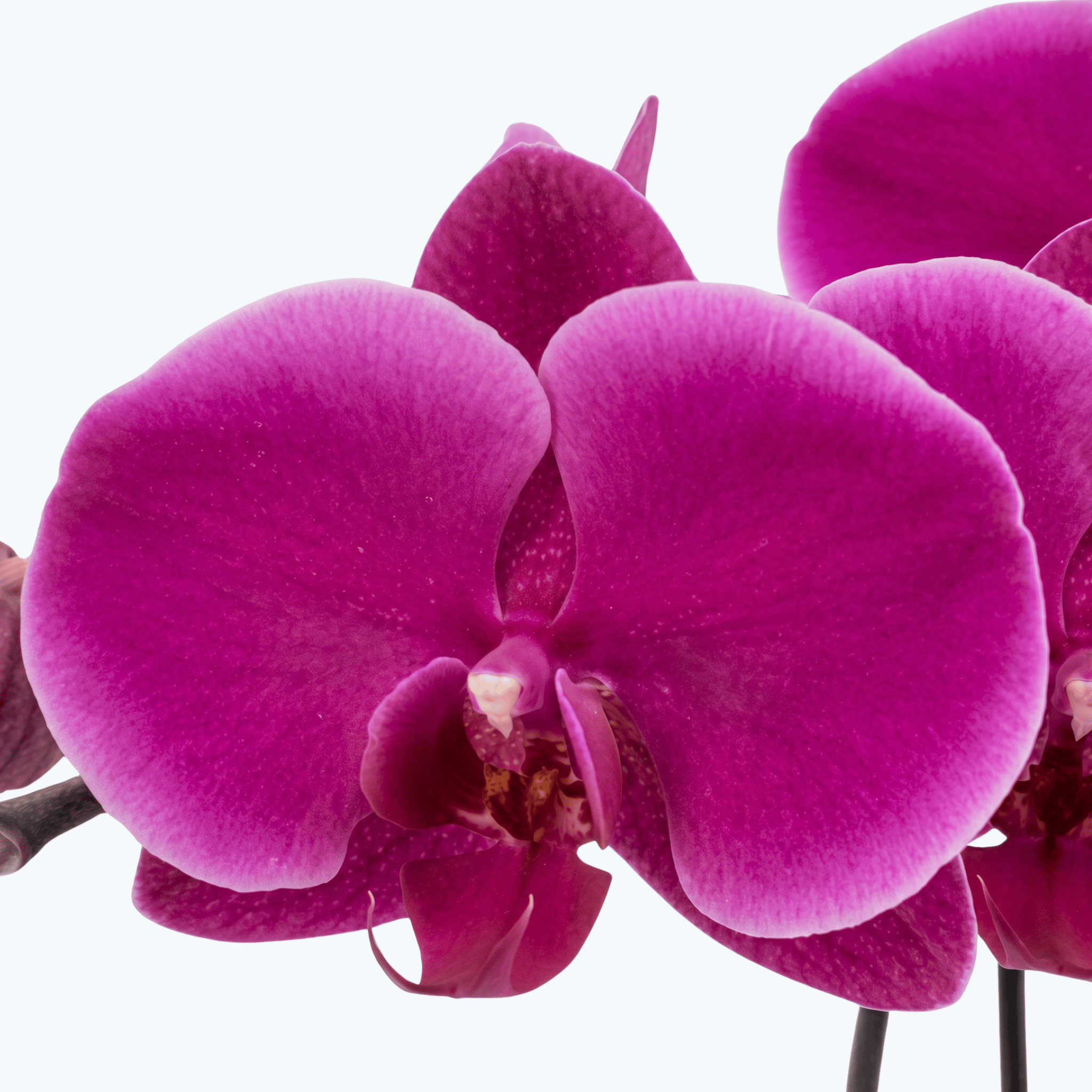 Große Two of Us Night Rider mit pink-violetten Blüten und 3 Rispen