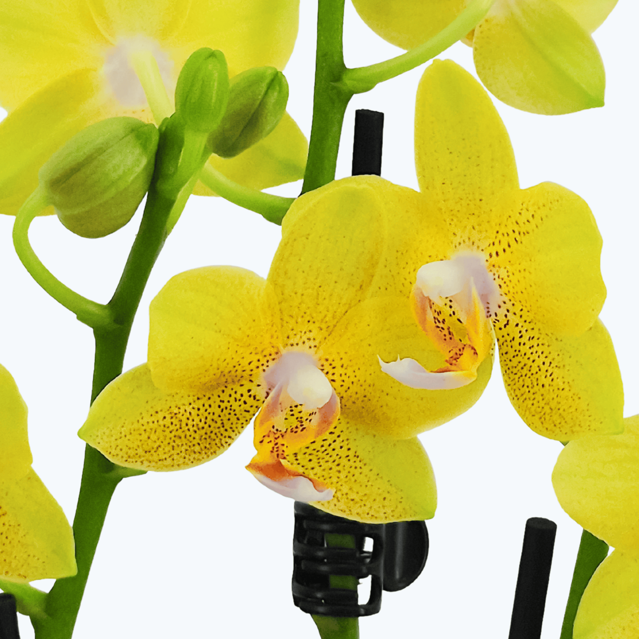 Phalaenopsis Sylvie gelben Blüten und 3 Rispen