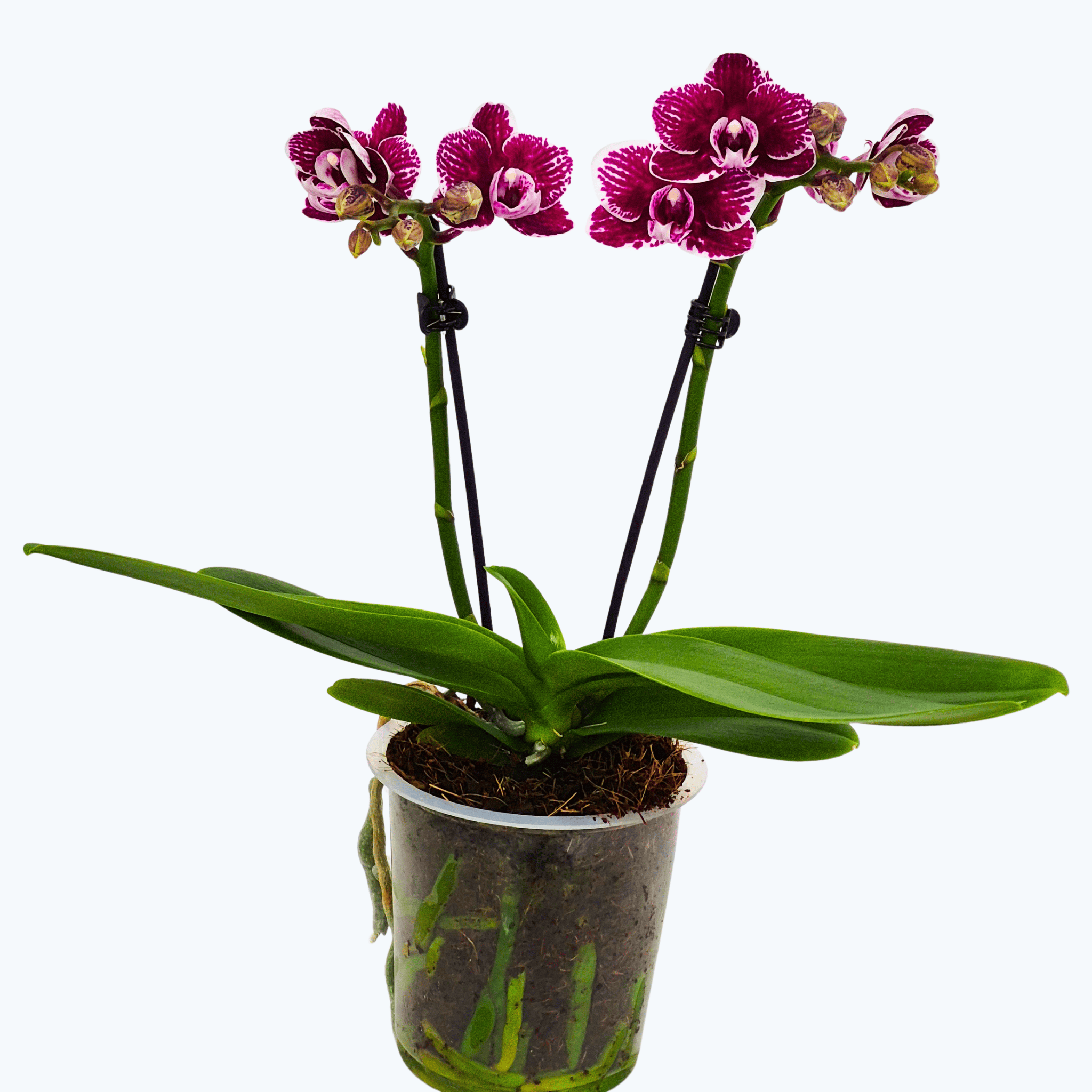 Phalaenopsis Viviana mit bordeauxfarbenen Blüten und 2 Rispen