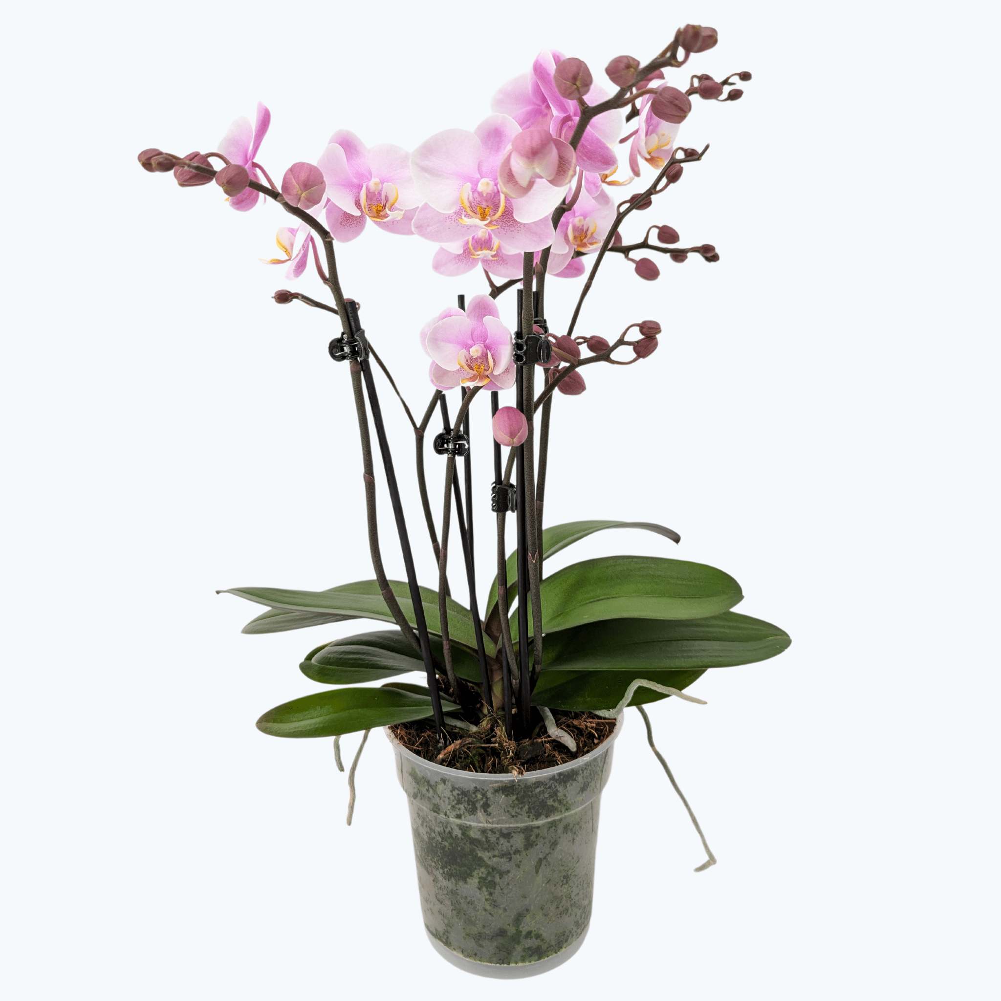 Phalaenopsis Roskilde mit zartrosa Blüten und 5+ Rispen