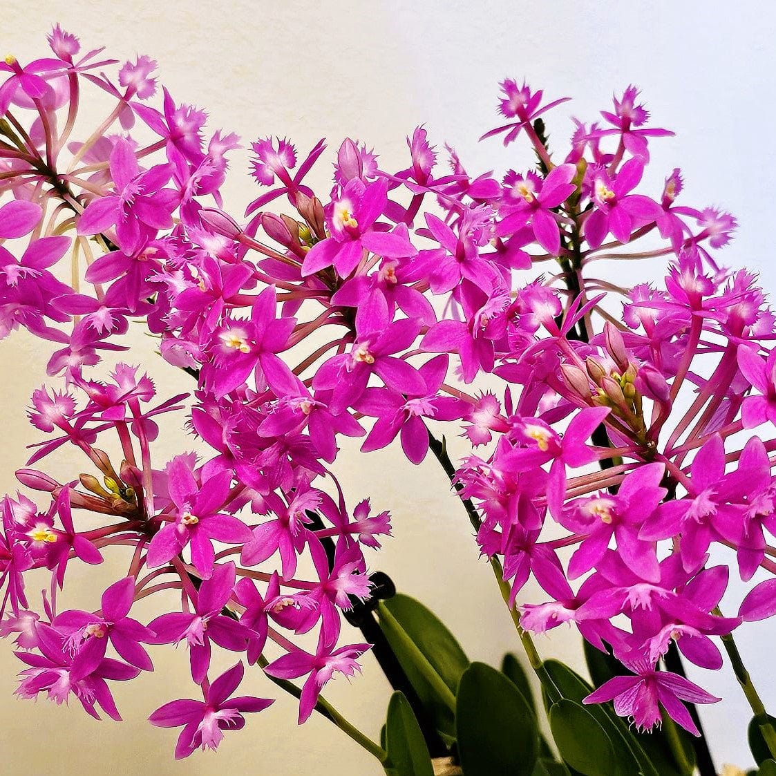 Epidendrum Nordic Fire Dauerblüher im 3er Set mit 2 Rispen