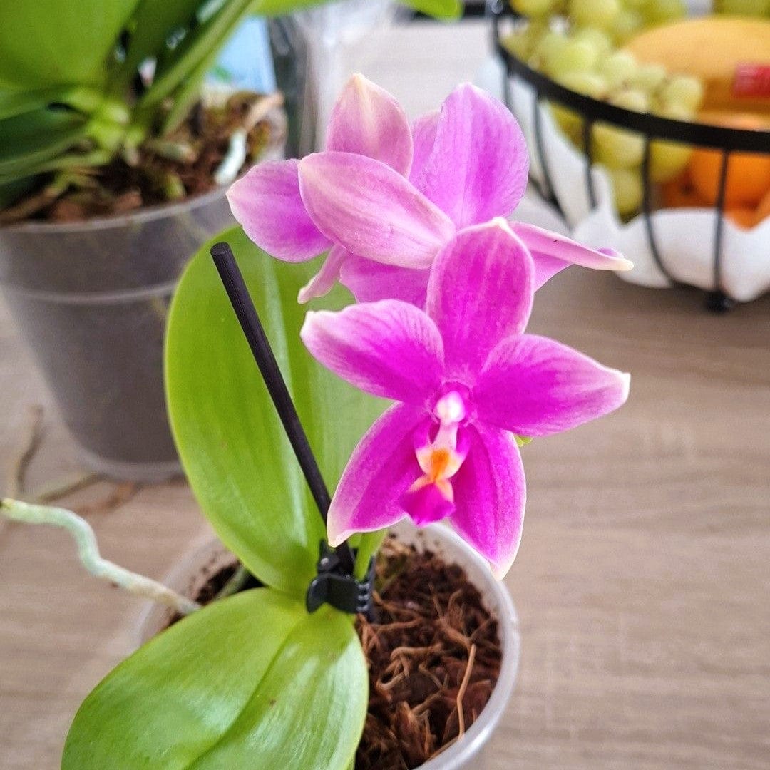 Bonsai Duftorchidee botanic Love Potion mit lila Blüten und 1 Rispe