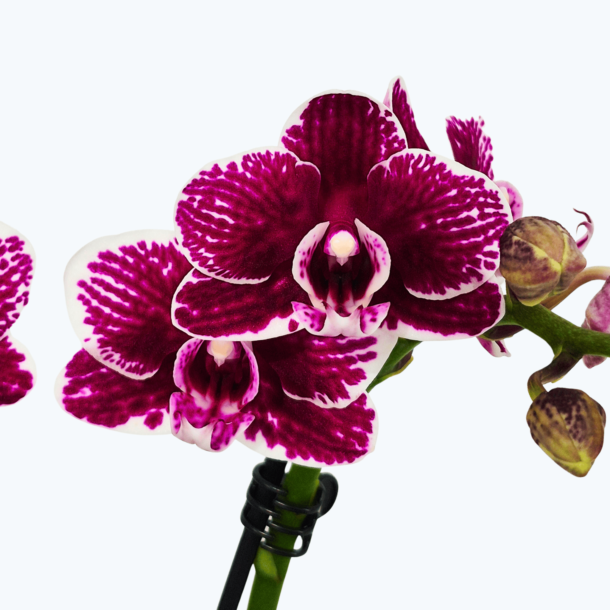 Phalaenopsis Viviana mit bordeauxfarbenen Blüten und 2 Rispen