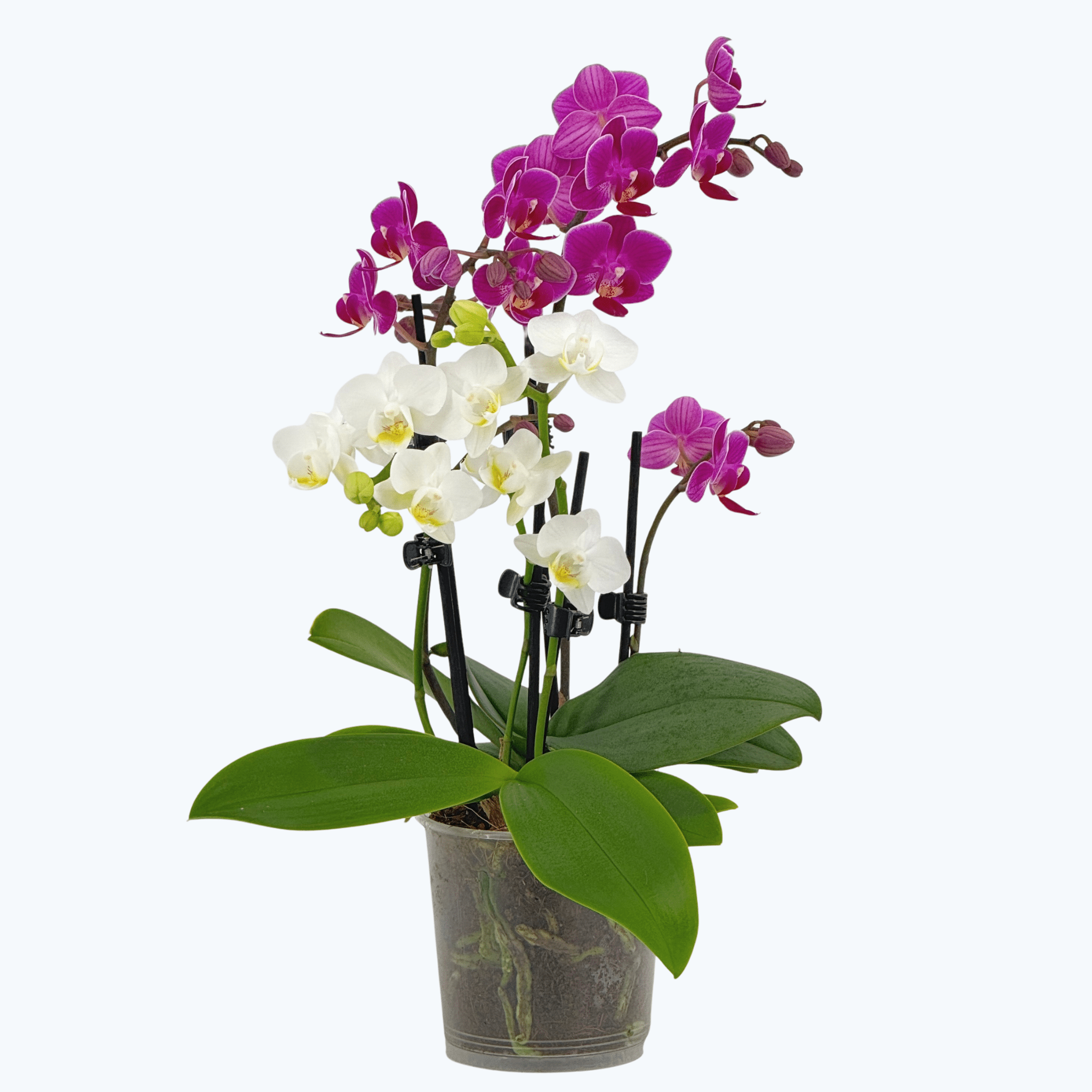 Cocktail Orchidee mit violett-weißen Blüten und 4+ Rispen