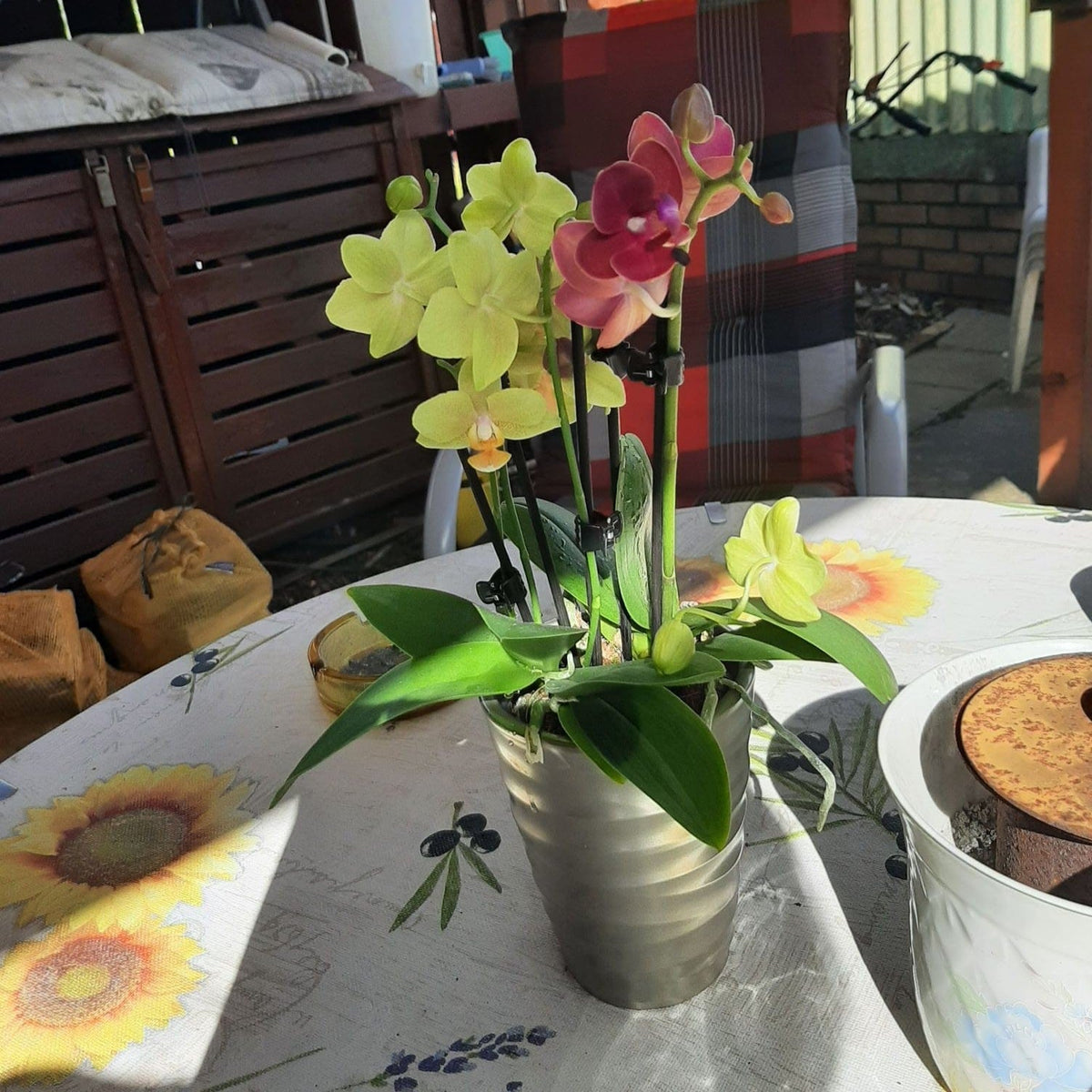 Cocktail Orchidee mit gelb-roten Blüten und 3+ Rispen