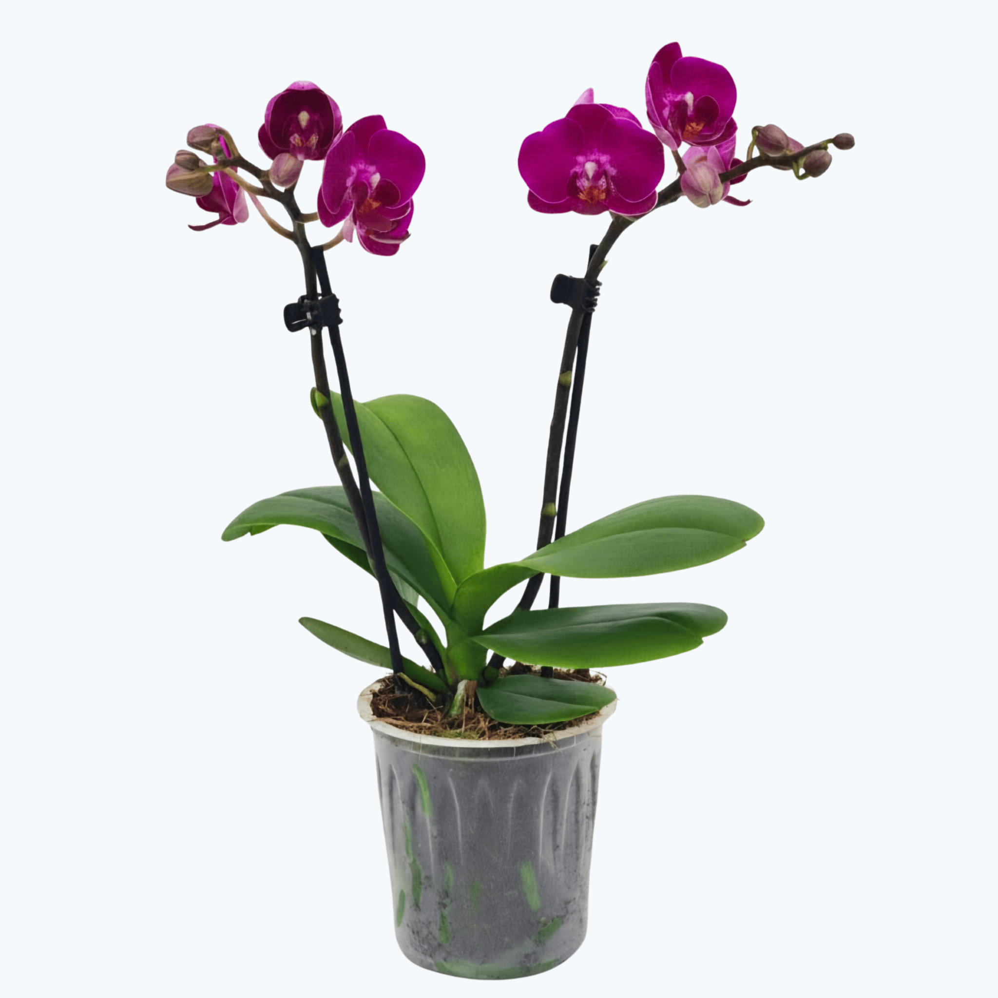 Table Dance Palenque mit magentafarbenen Blüten und 2 Rispen