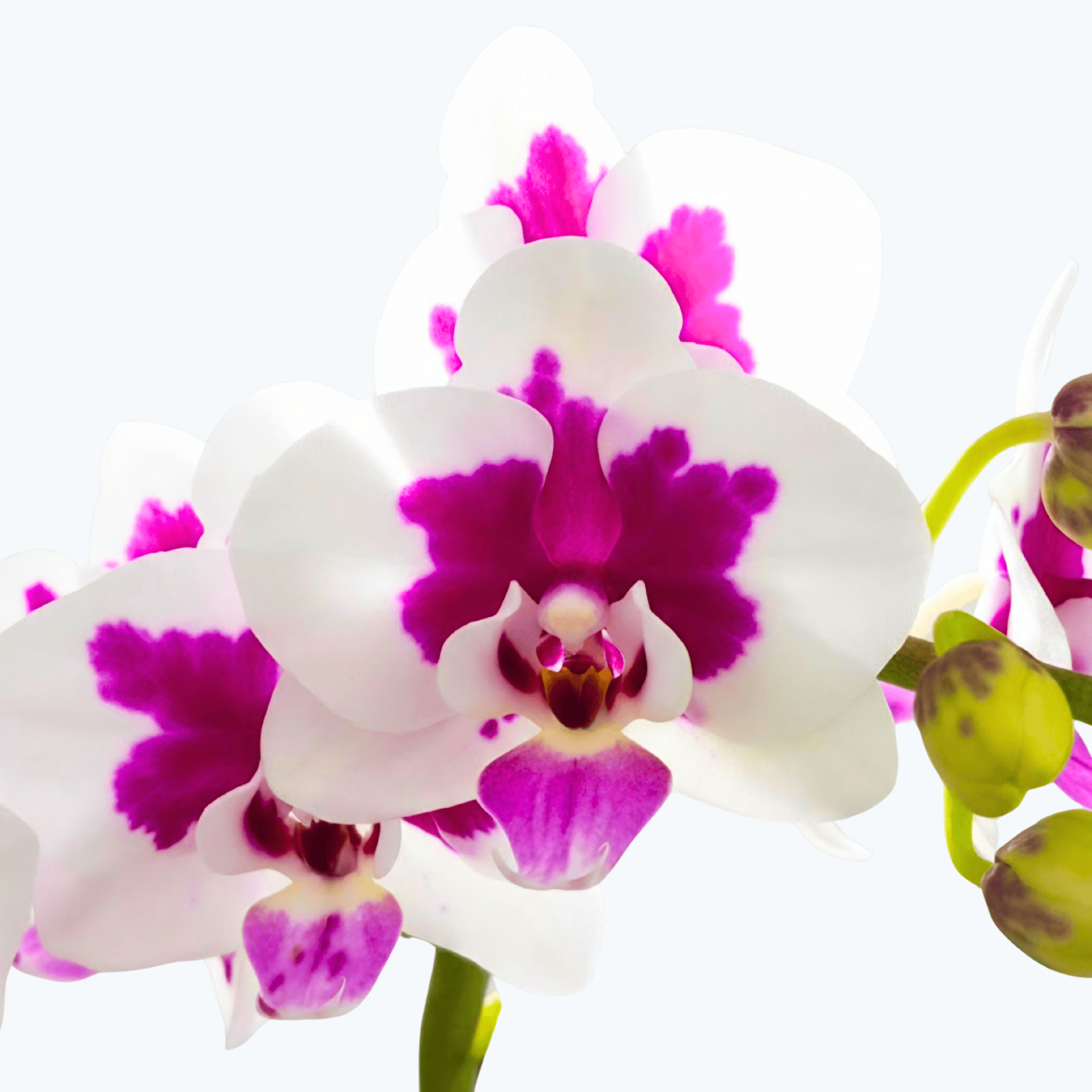 Phalaenopsis Tessa mit weiß-lila gefleckten Blüten und 2 Rispen