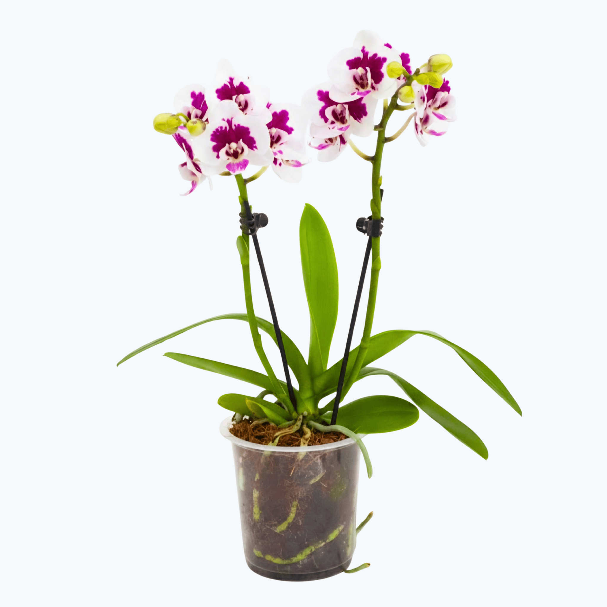Phalaenopsis Tessa mit weiß-lila gefleckten Blüten und 2 Rispen