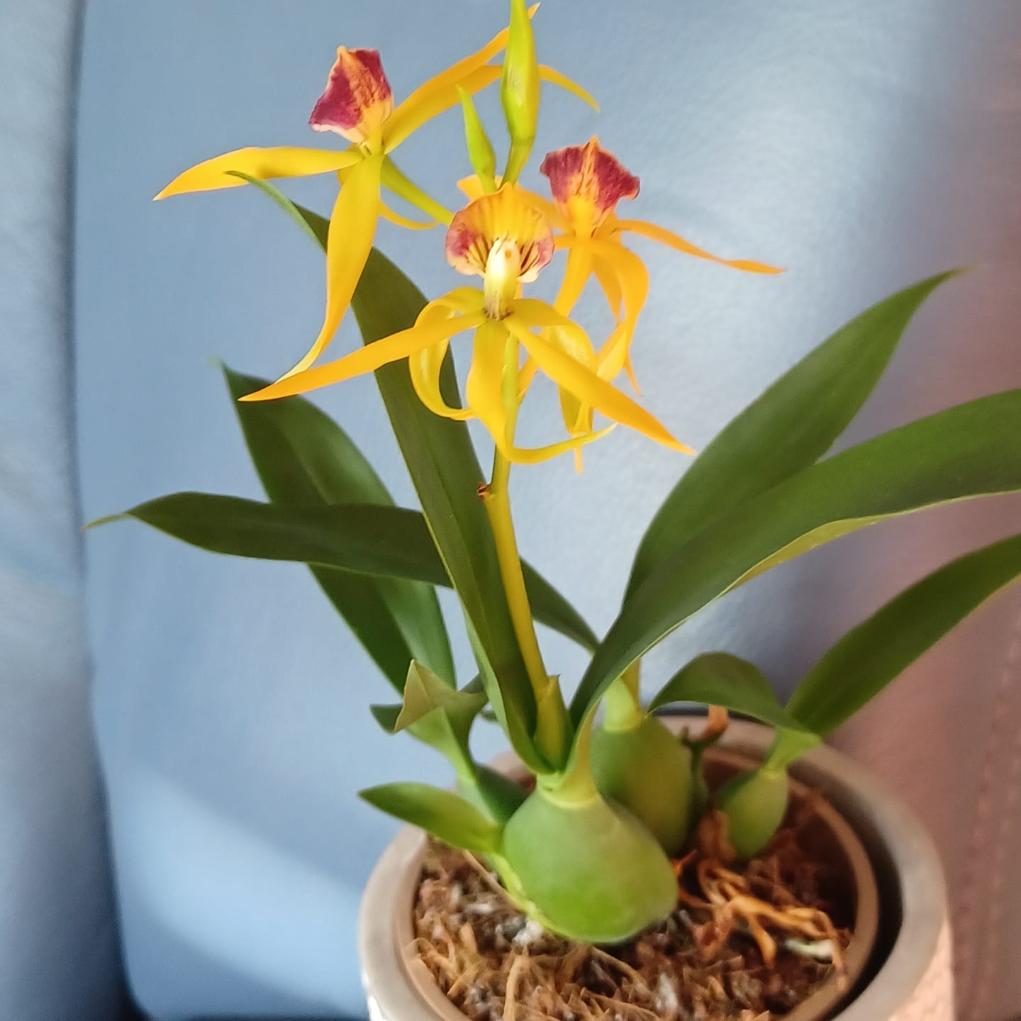 Encyclia Jasper mit orange-gelben Blüten und 1+ Rispen