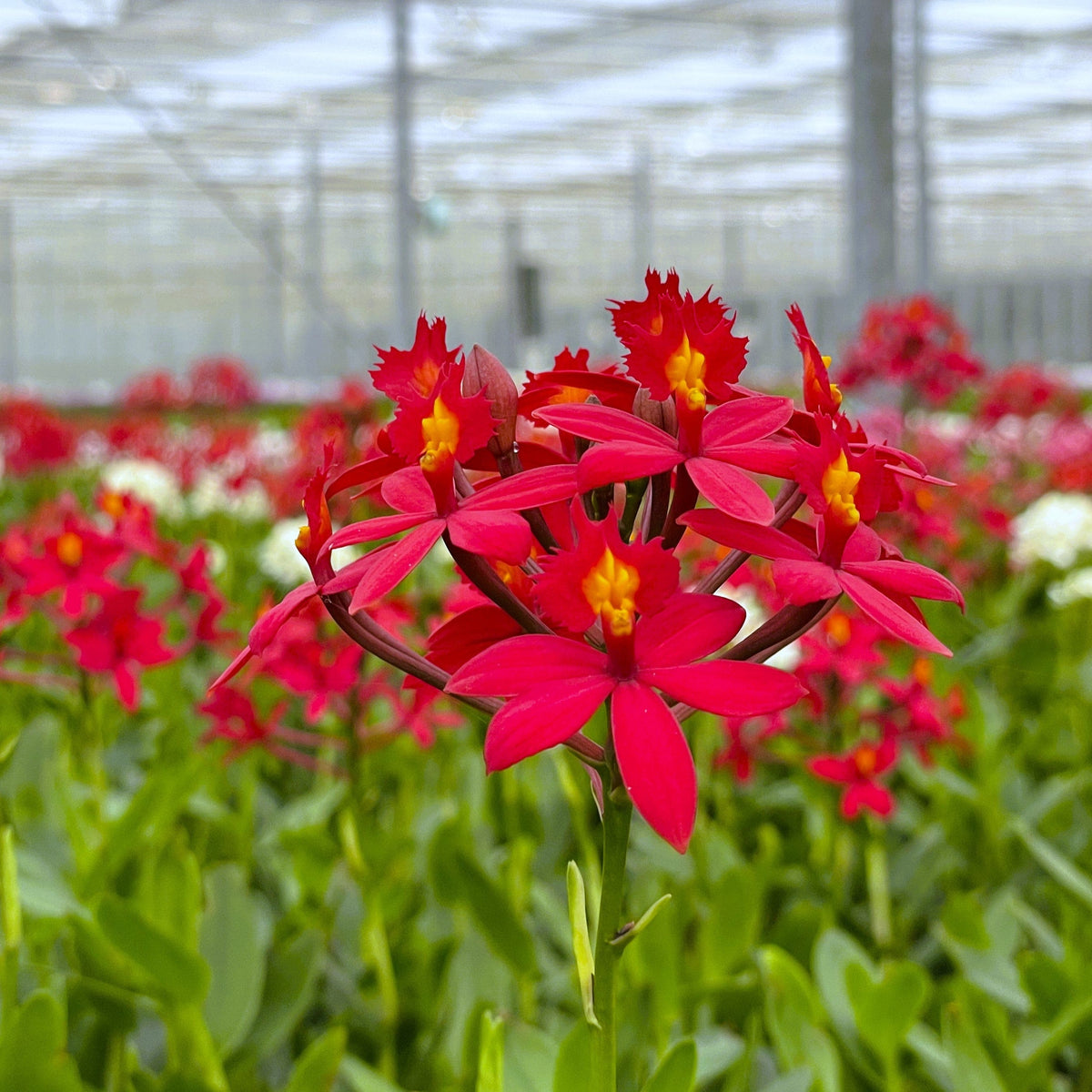 Epidendrum Nordic Fire Dauerblüher mit roten Blüten und 1 Rispe
