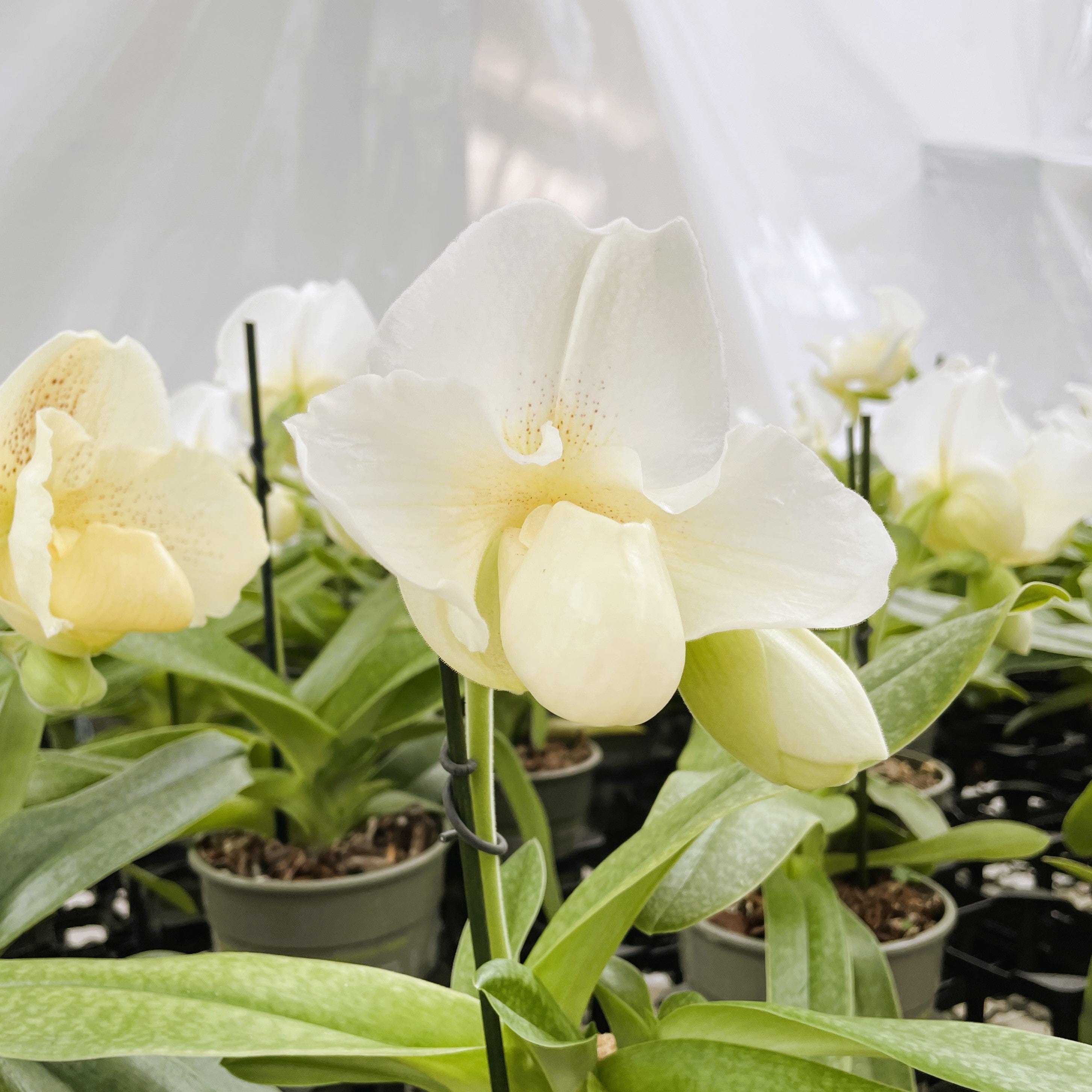 Frauenschuh Paphiopedilum White Lady mit 1 Rispe großblumig weiß