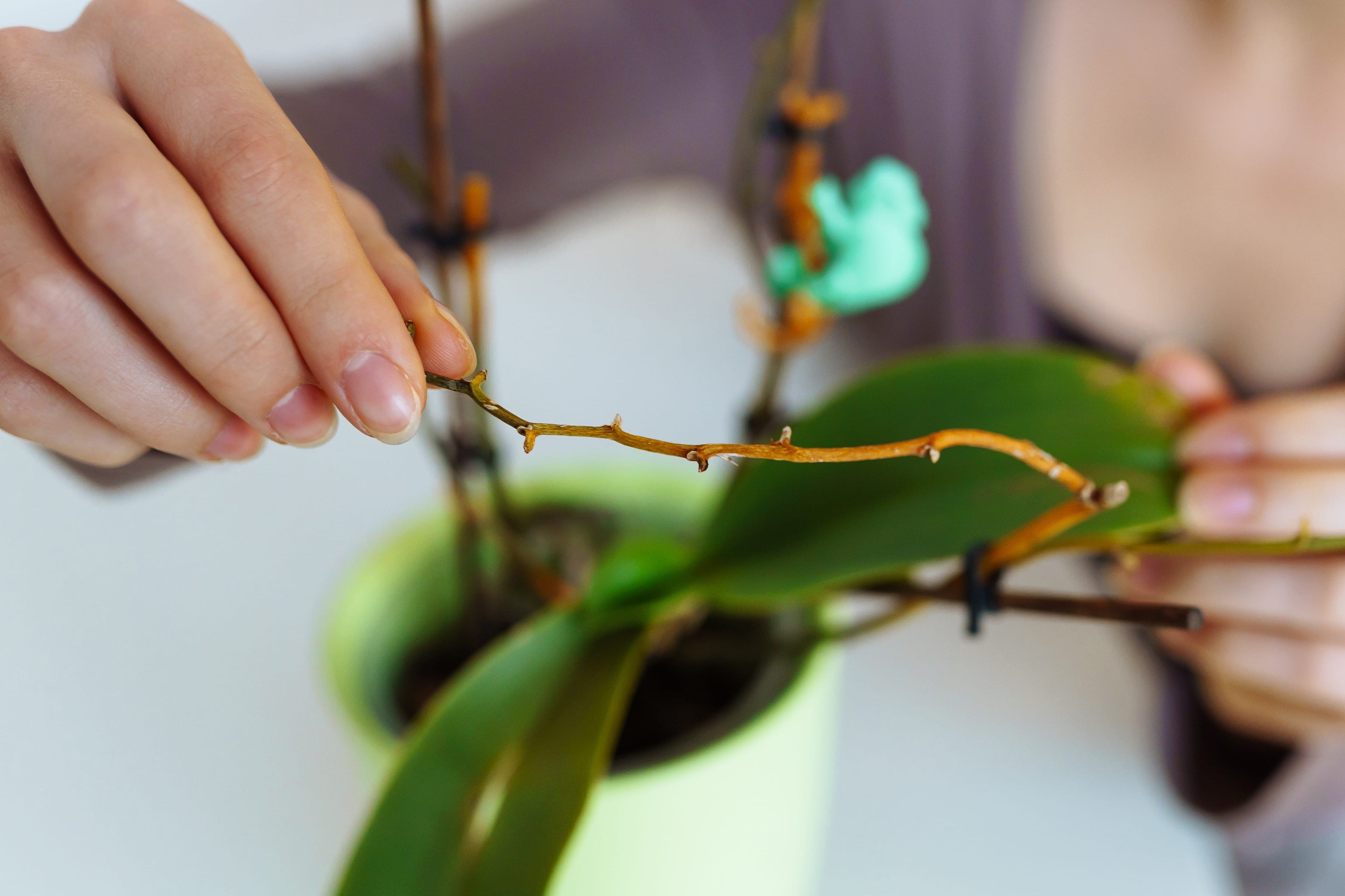 Blütenstängel der Orchideen schneiden
