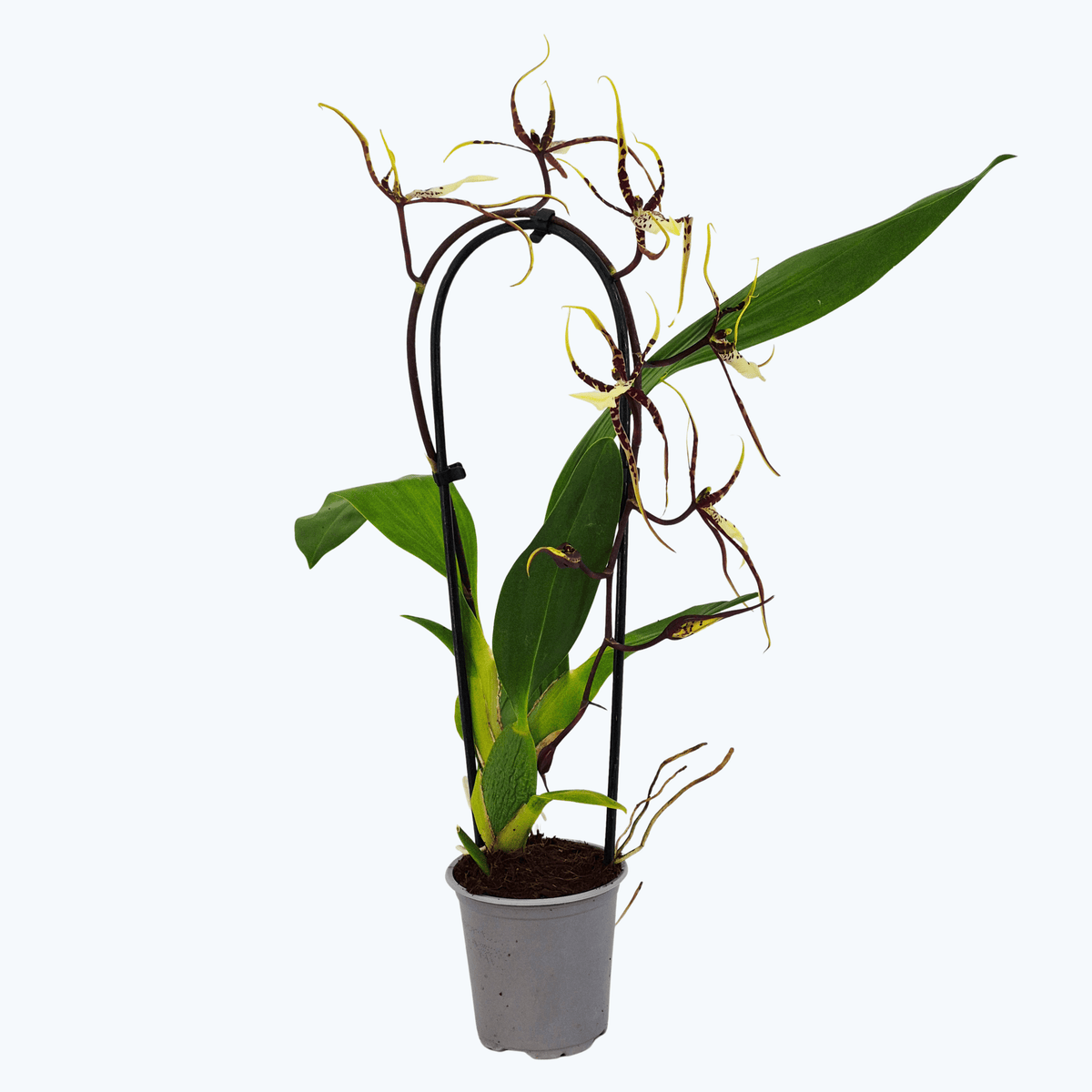 Bratonia Toscana als Wasserfall gebogen mit 1 Rispe