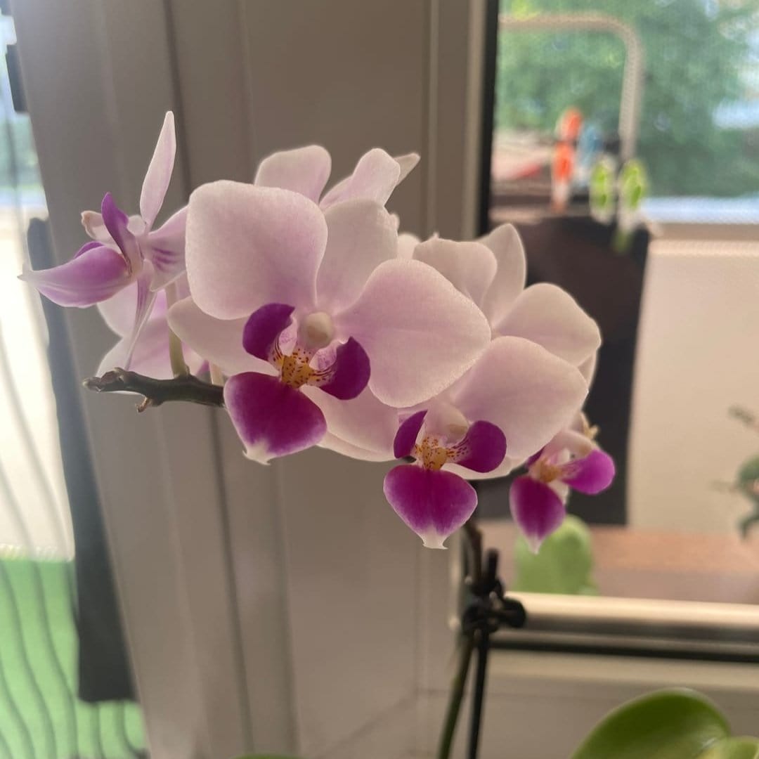 Table Dance Linz mit weiß-violetten Blüten und 2 Rispen