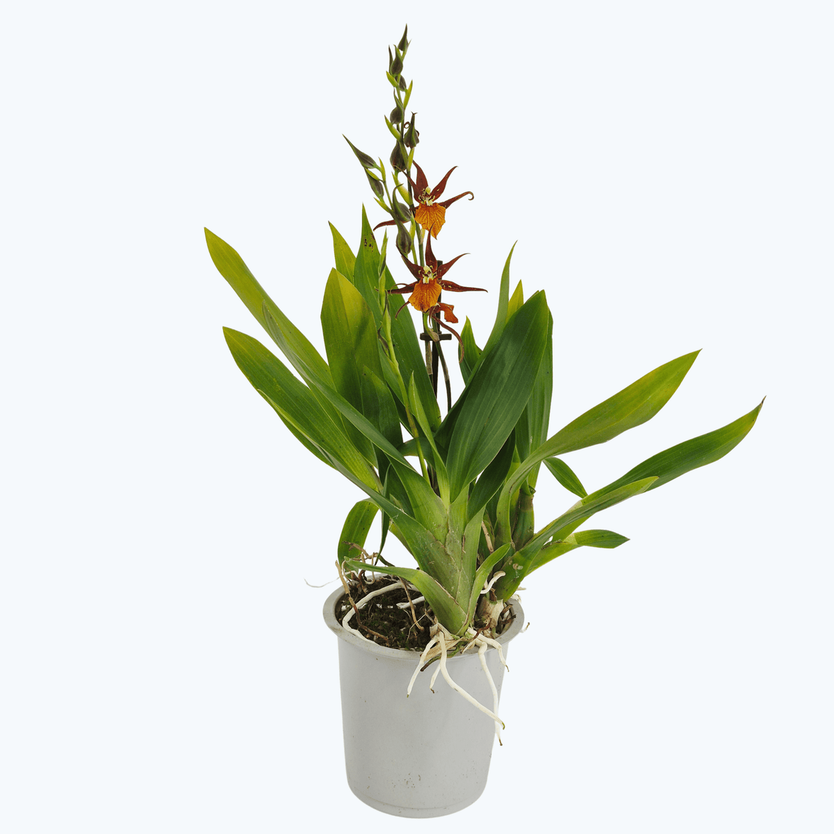 Cambria French town mit 2 Rispen im 12cm Topf