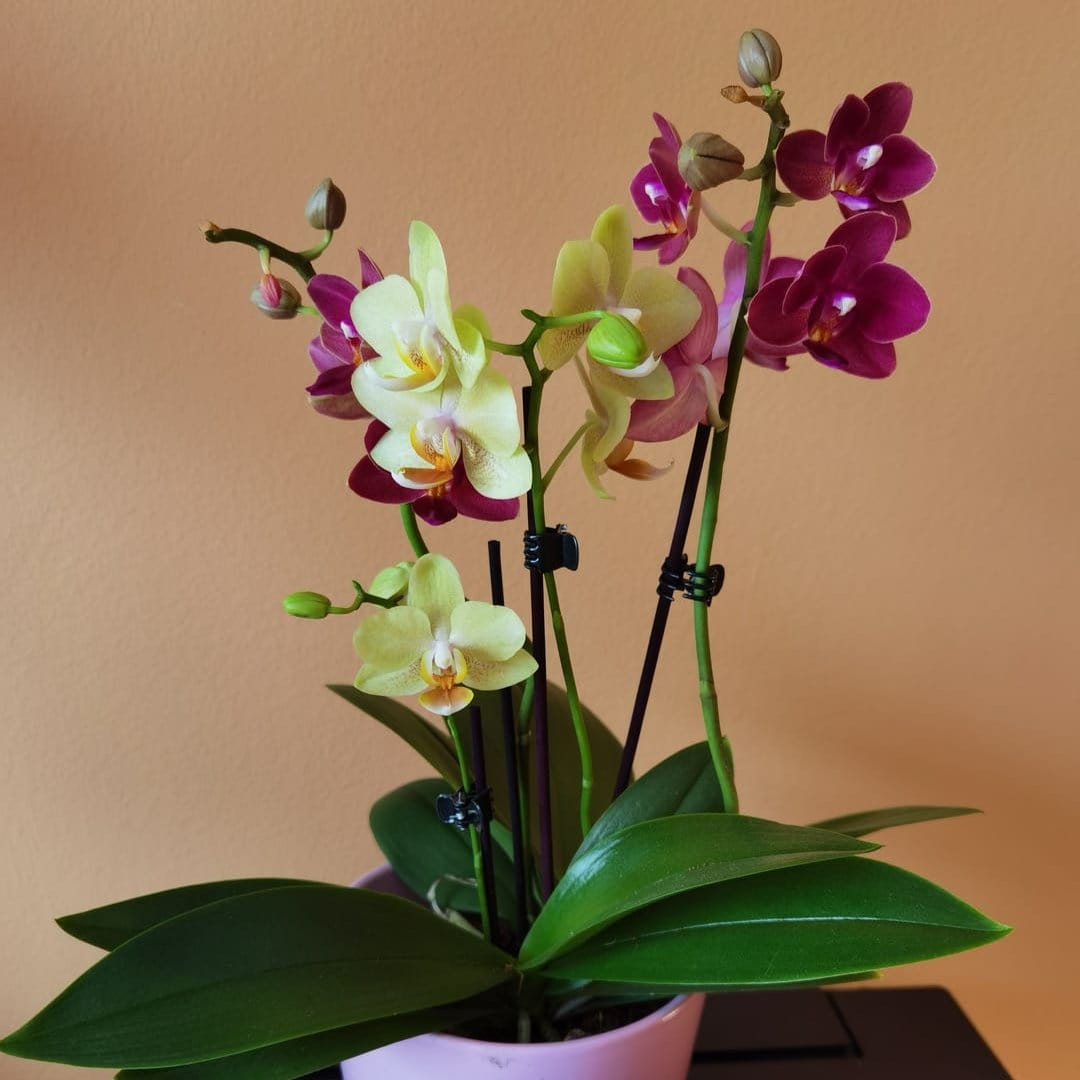 Cocktail Orchidee mit gelb-roten Blüten und 3+ Rispen