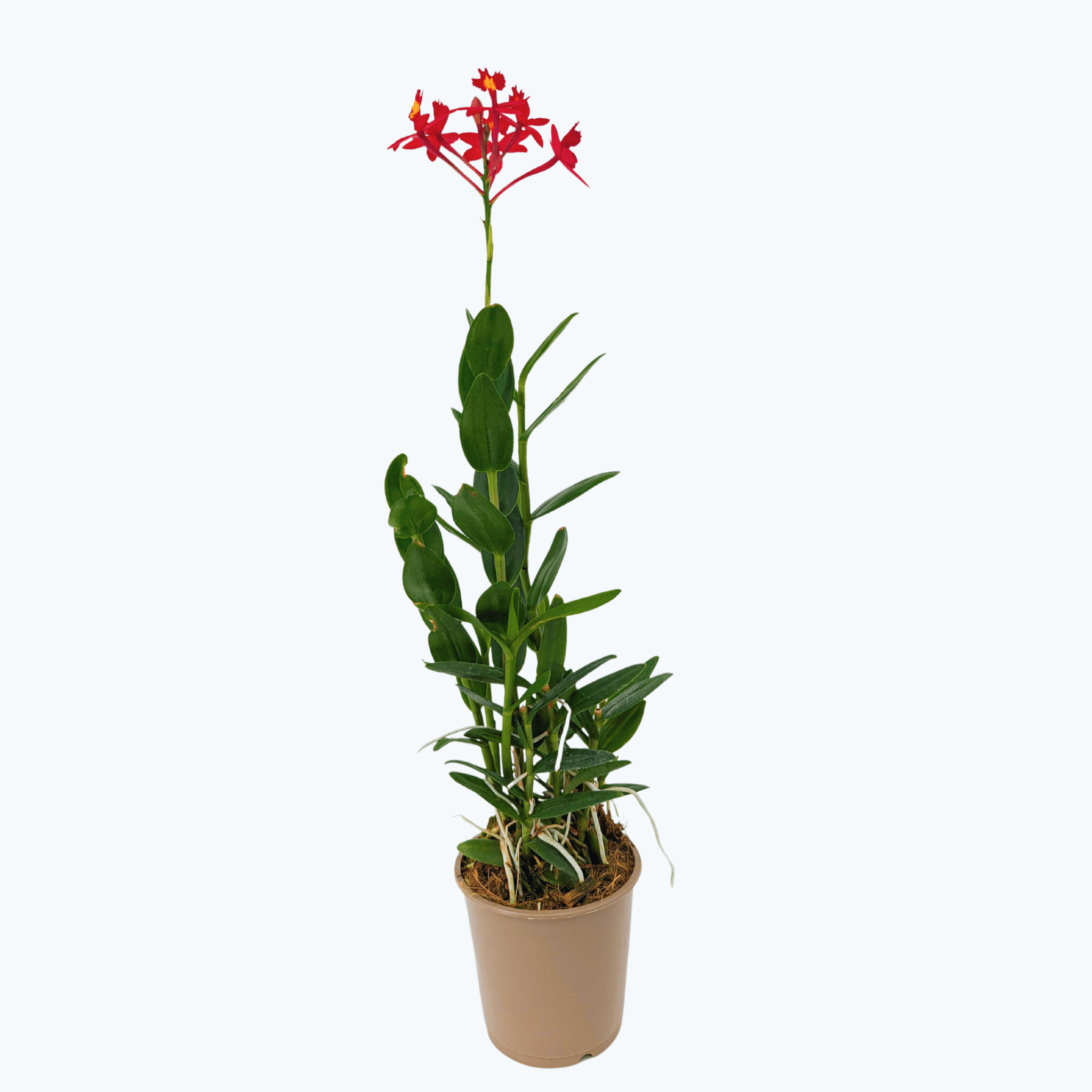 Epidendrum Nordic Fire mit roten Blüten kaufen ▻ Orchideen Klusmann