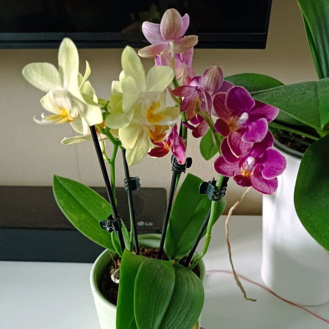 Cocktail Orchidee mit gelb-roten Blüten und 3+ Rispen