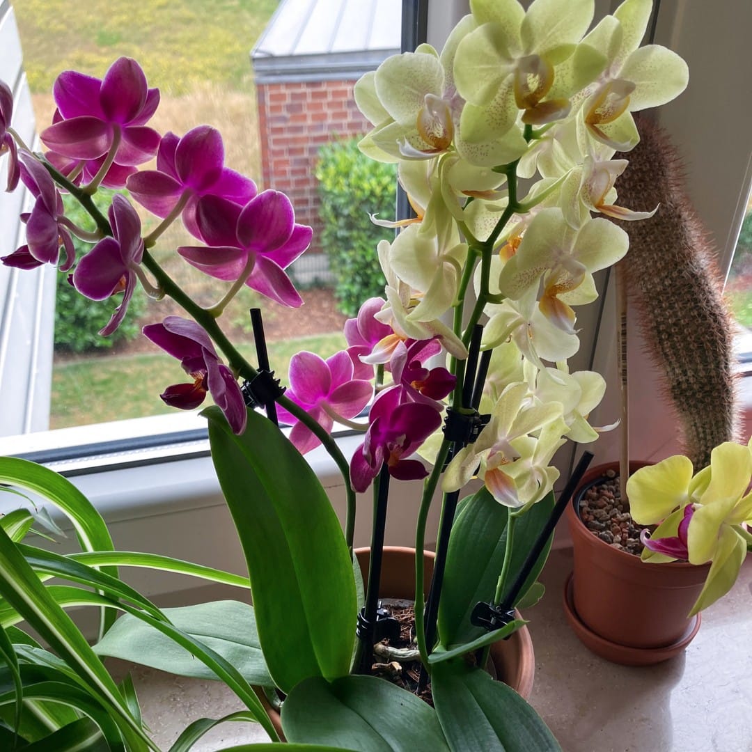 Cocktail Orchidee mit gelb-roten Blüten und 3+ Rispen