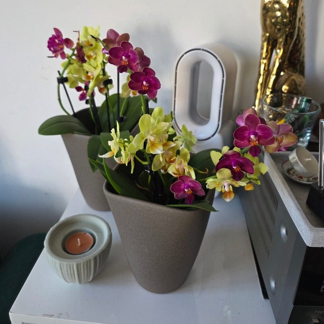 Cocktail Orchidee mit gelb-roten Blüten und 3+ Rispen