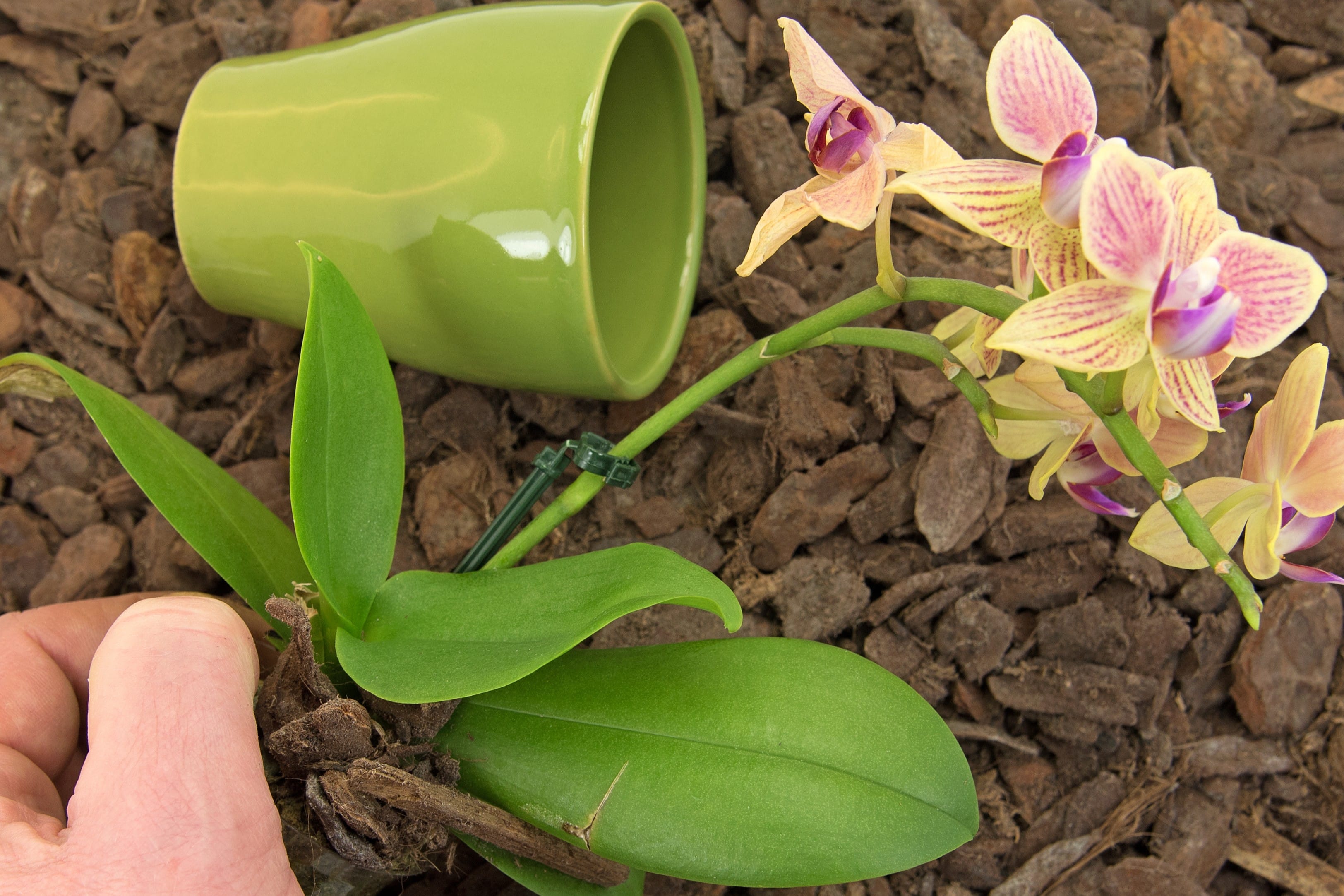 Das richtige Orchideensubstrat