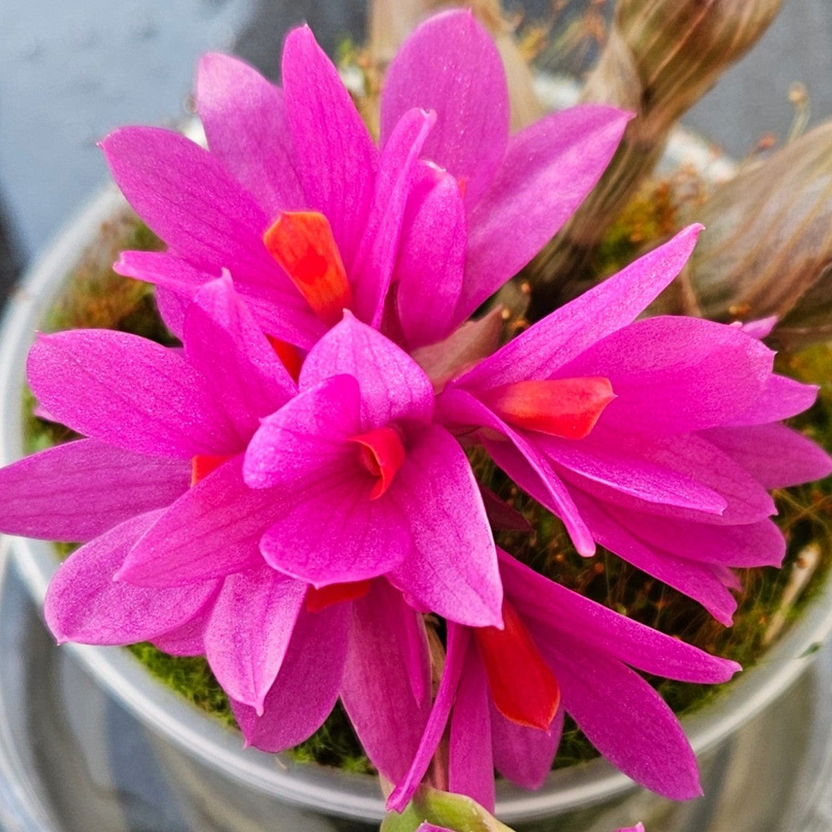Dendrobium Hibiki mit pinken Blüten