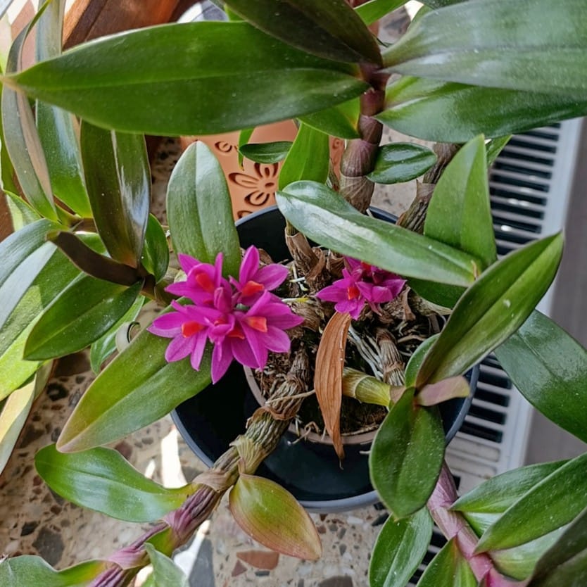 Dendrobium Hibiki mit pinken Blüten