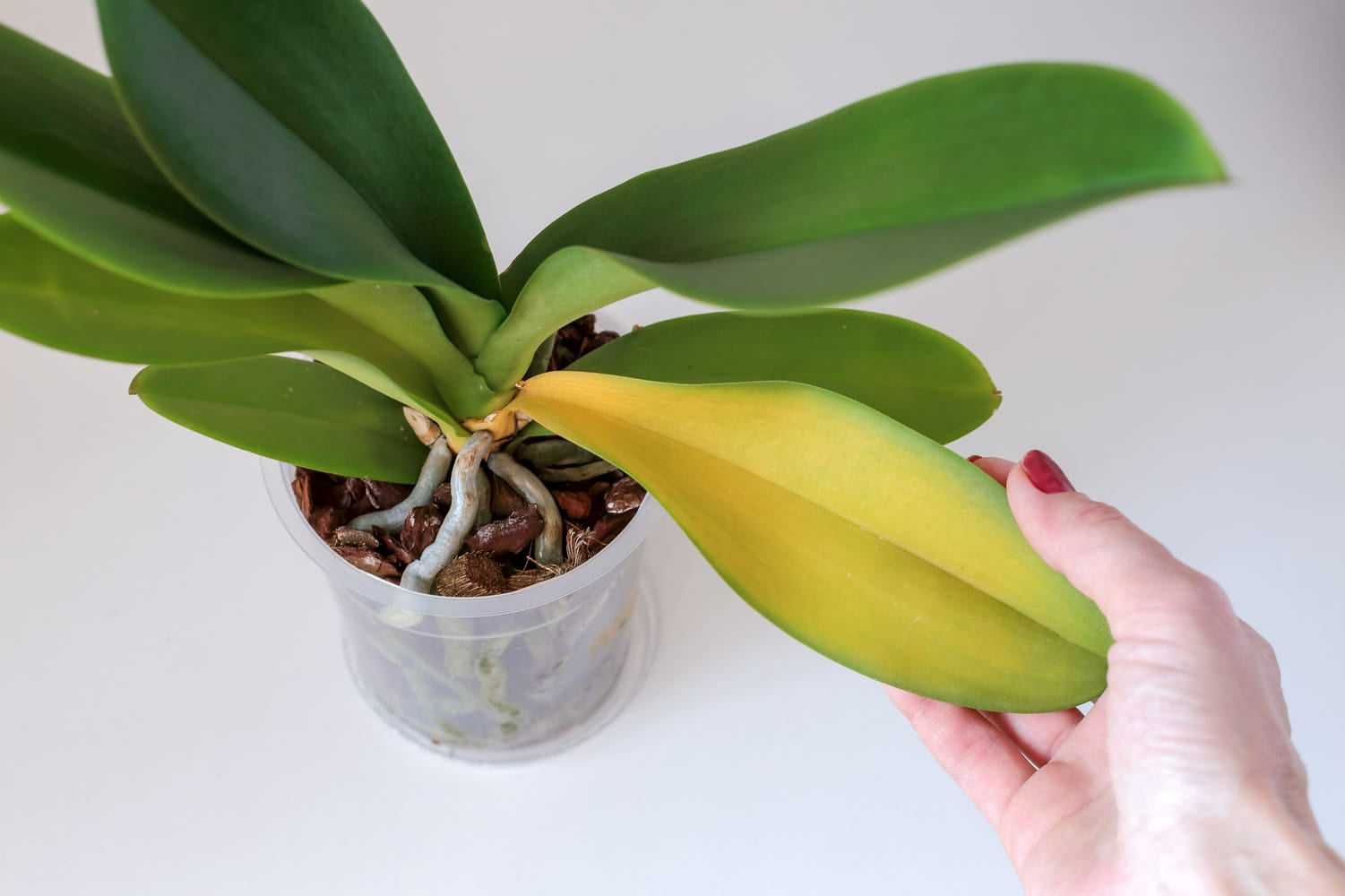 Die Krankheit der gelben Blättern an Orchideen