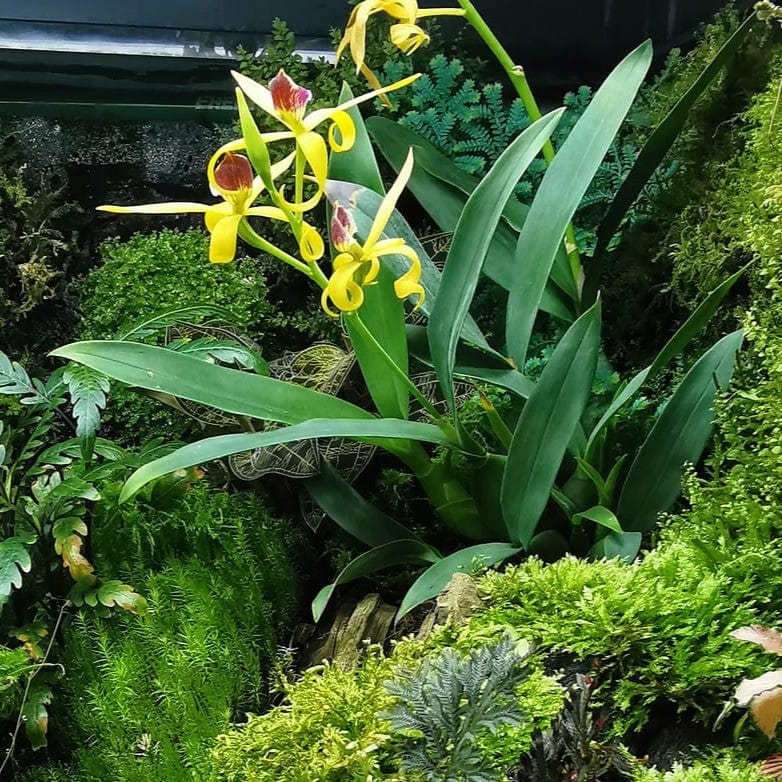 Encyclia Jasper mit orange-gelben Blüten und 1+ Rispen