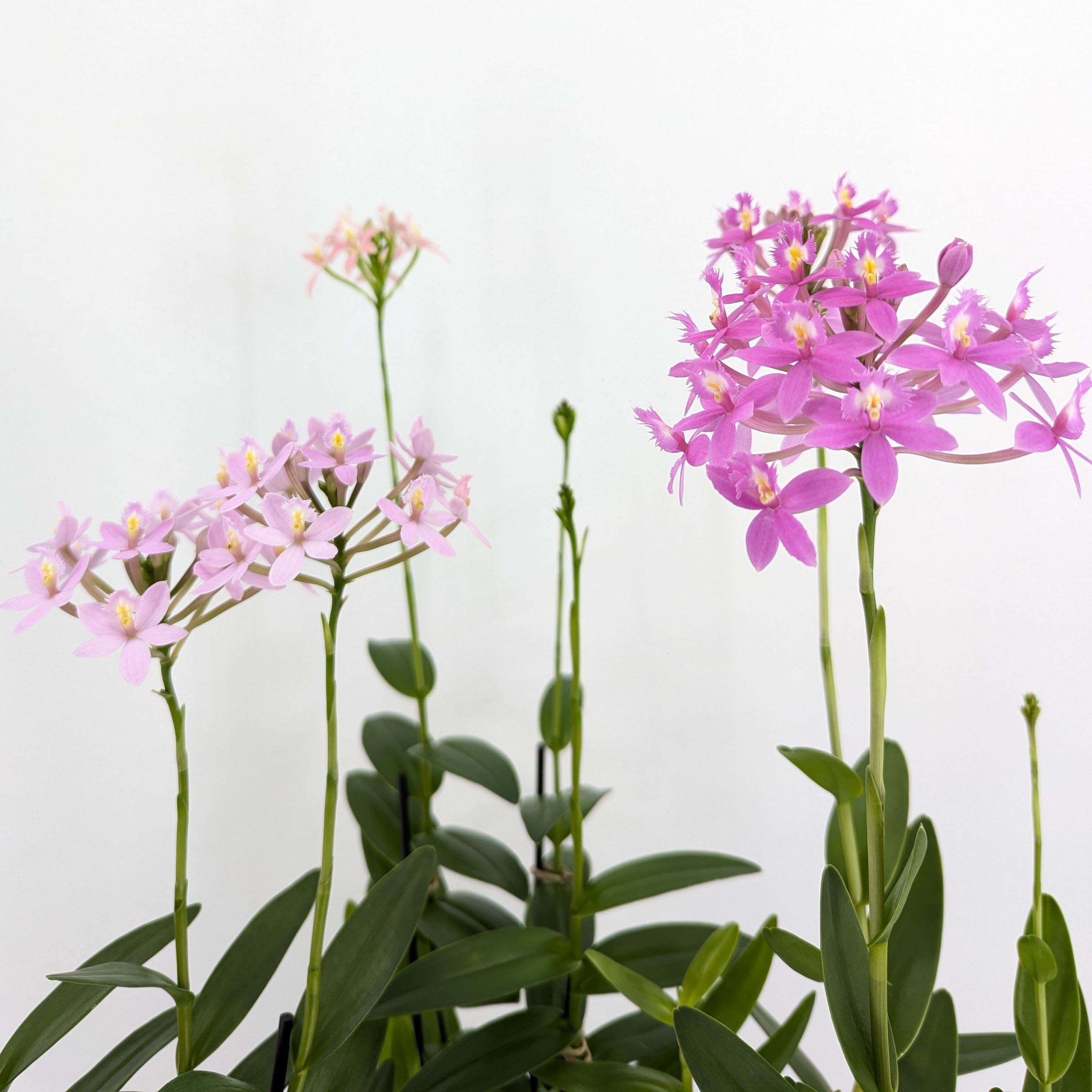 Epidendrum Nordic Fire Dauerblüher im 3er Set mit 2 Rispen