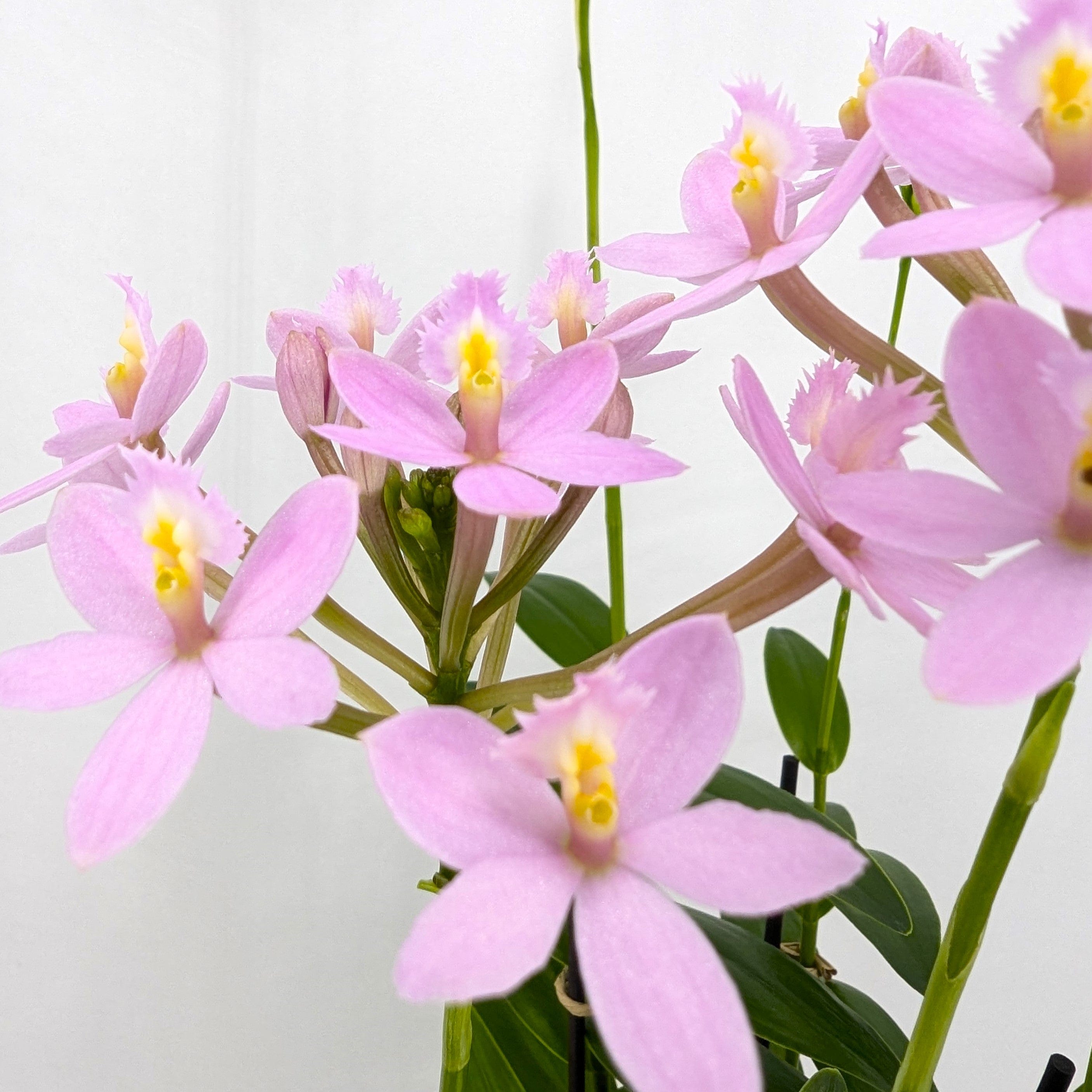 Epidendrum Nordic Fire Dauerblüher im 3er Set mit 2 Rispen
