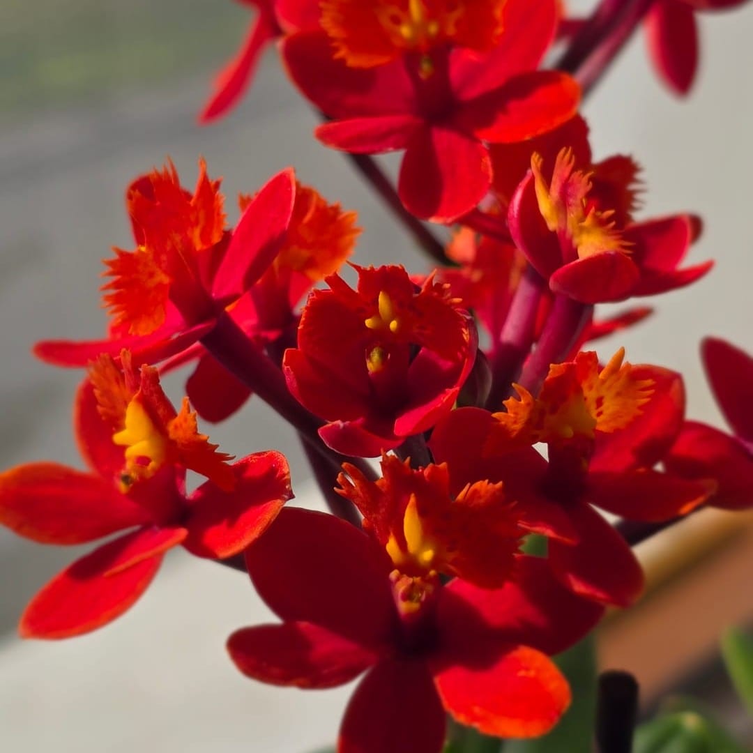 Epidendrum Nordic Fire Dauerblüher mit roten Blüten und 1 Rispe