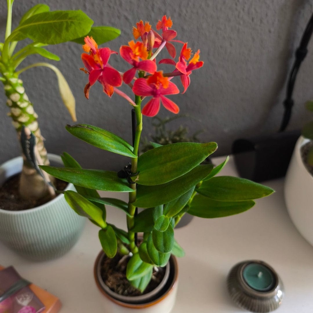 Epidendrum Nordic Fire Dauerblüher mit roten Blüten und 1 Rispe