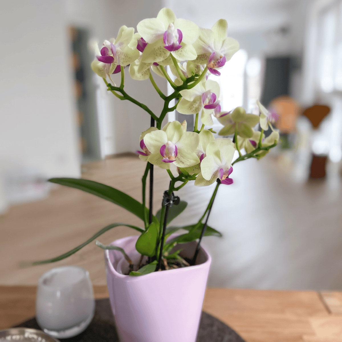 Table Dance Sunny mit gelben Blüten und 2 Rispen
