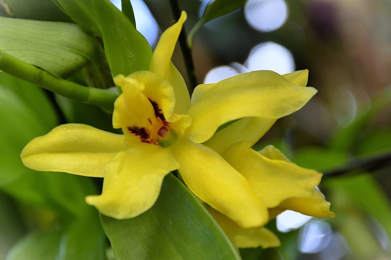 Gelbe Promenaea Sunlight Orchidee richtig pflegen