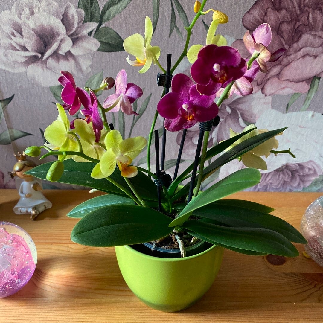 Cocktail Orchidee mit gelb-roten Blüten und 3+ Rispen
