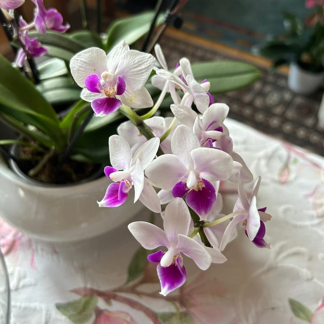 Table Dance Linz mit weiß-violetten Blüten und 2 Rispen