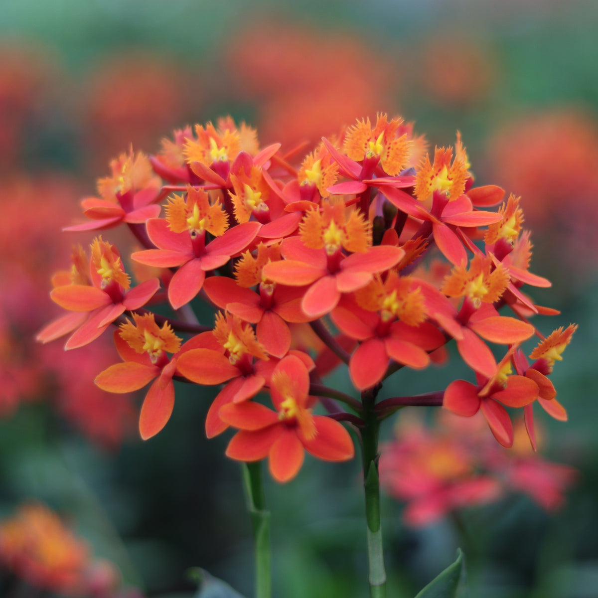 Epidendrum Nordic Fire Dauerblüher mit orange-roten Blüten und 1 Rispe