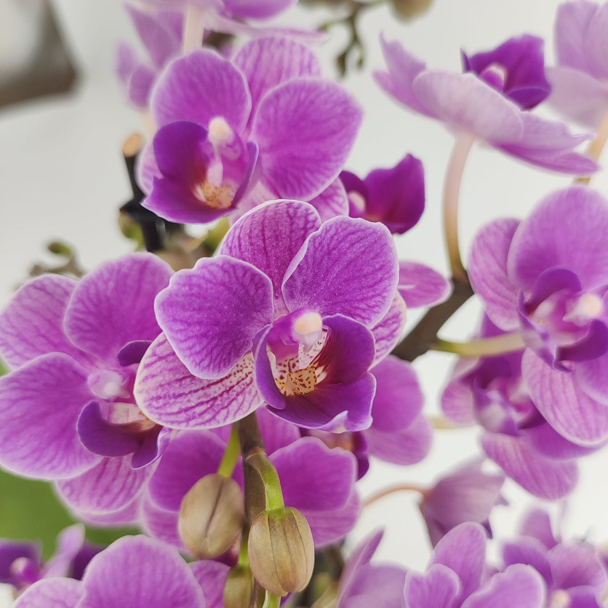 Phalaenopsis Violet Queen mit violetten Blüten und 2 Rispen
